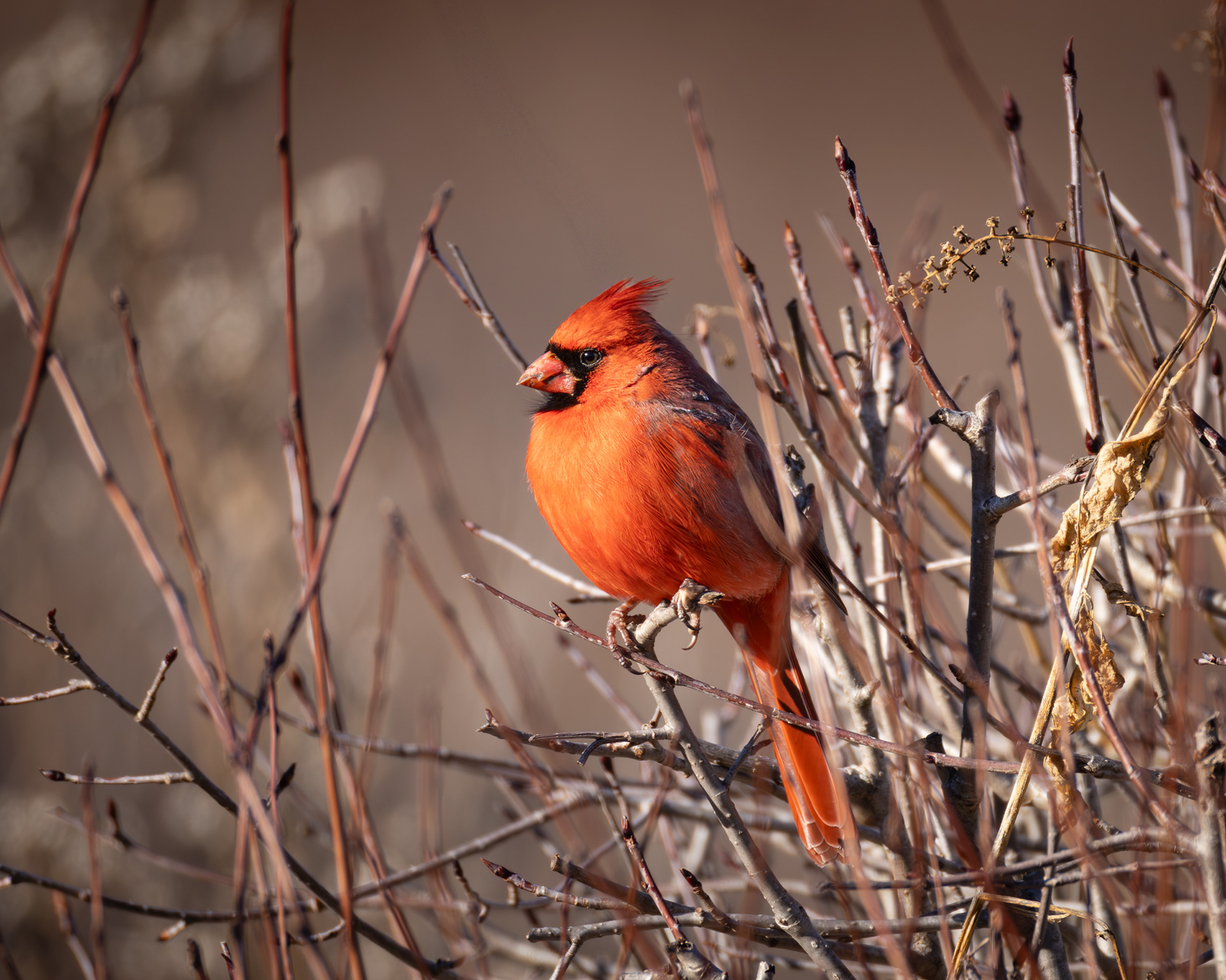 Cardinal, Middle Creek Wildlife Management Area, Pennsylvania