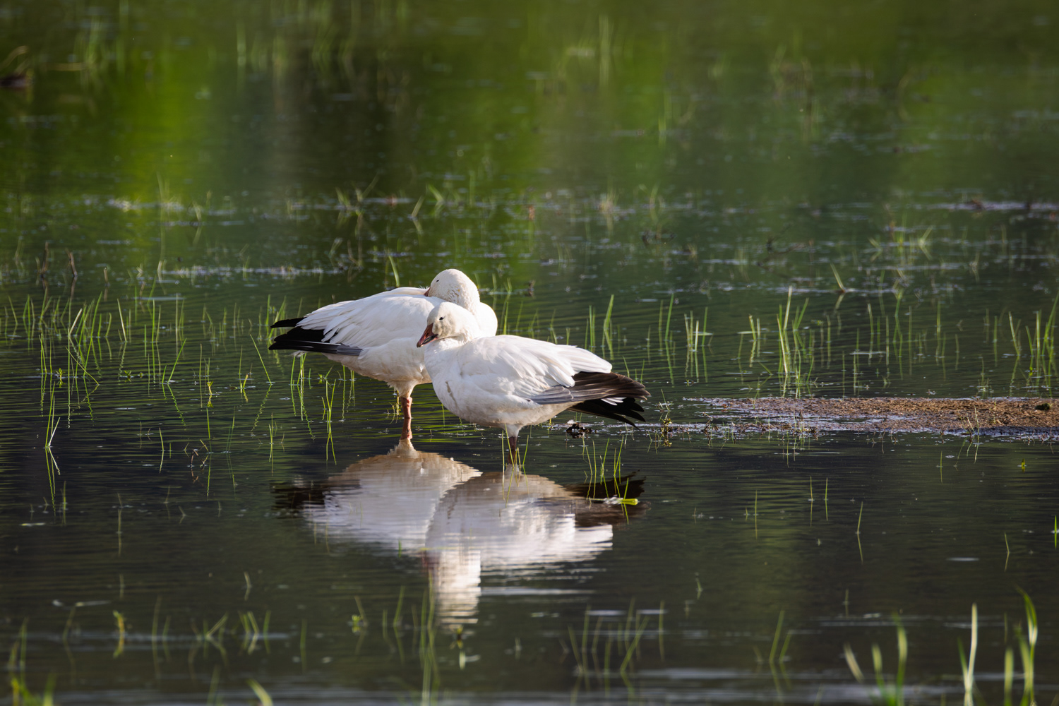 Snow Geese, Middle Creek Wildlife Management Area, Pennsylvania