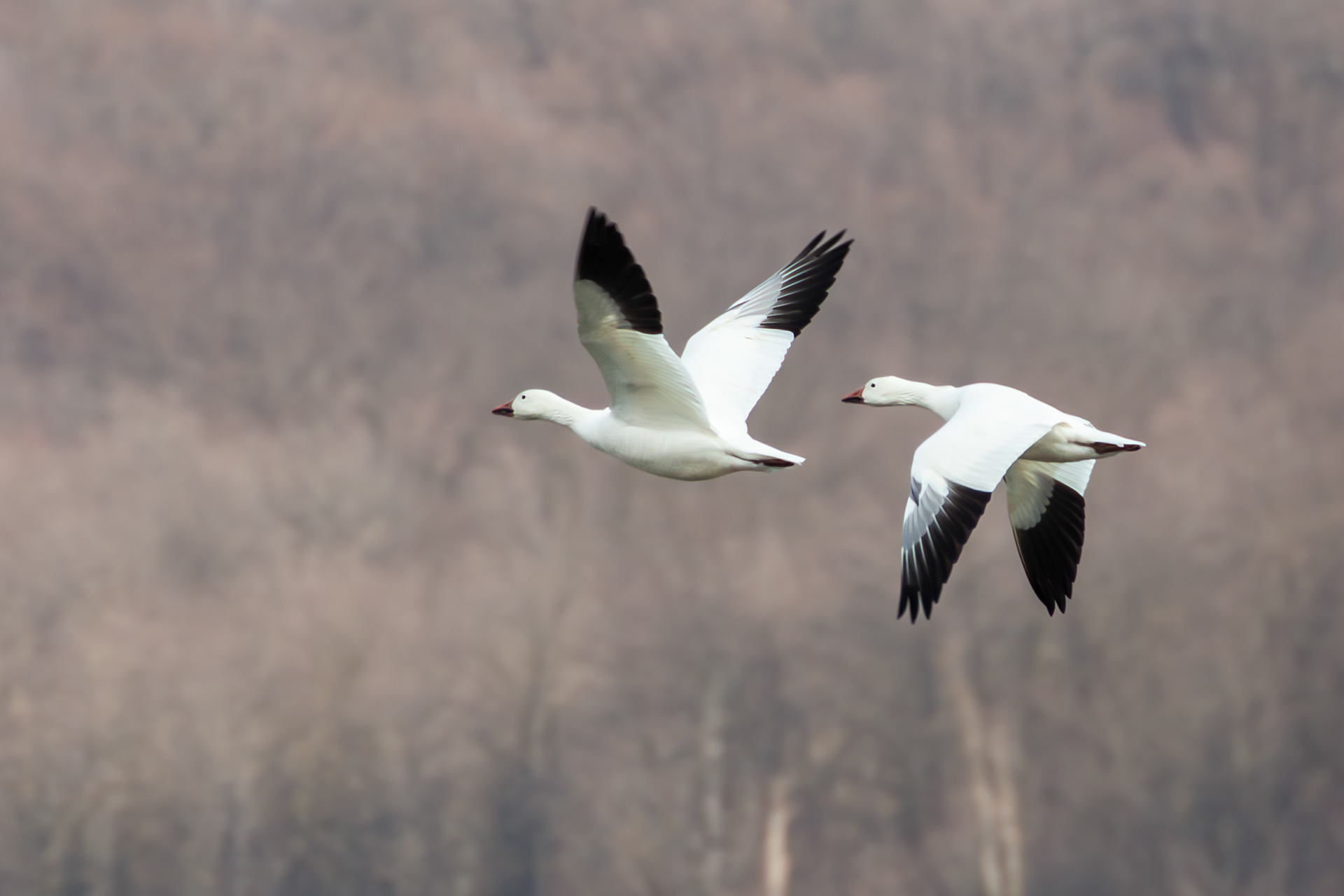Snow Geese, Middle Creek Wildlife Management Area, Pennsylvania