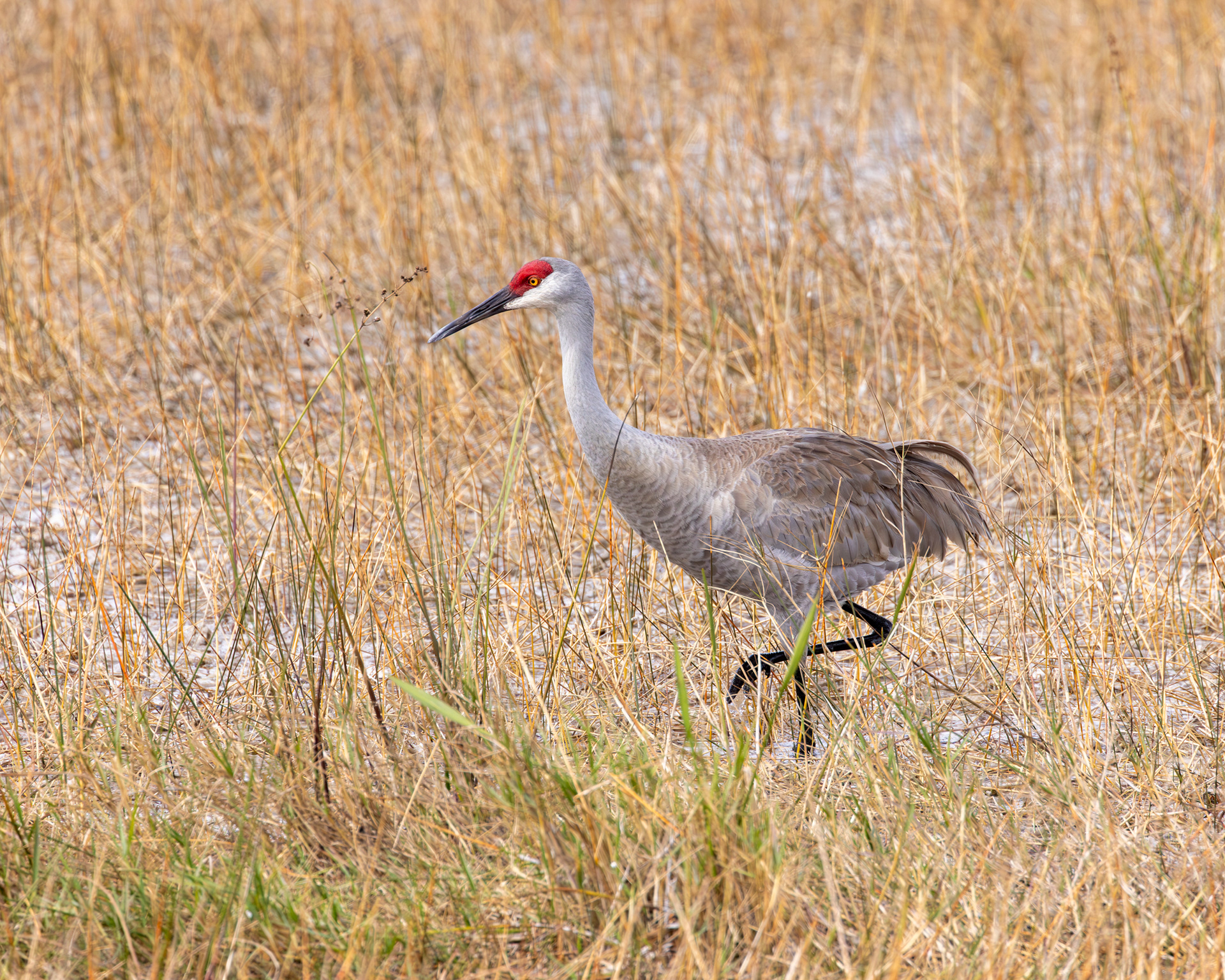 Sandhill Crane, Loxahatchee National Wildlife Refuge, Florida