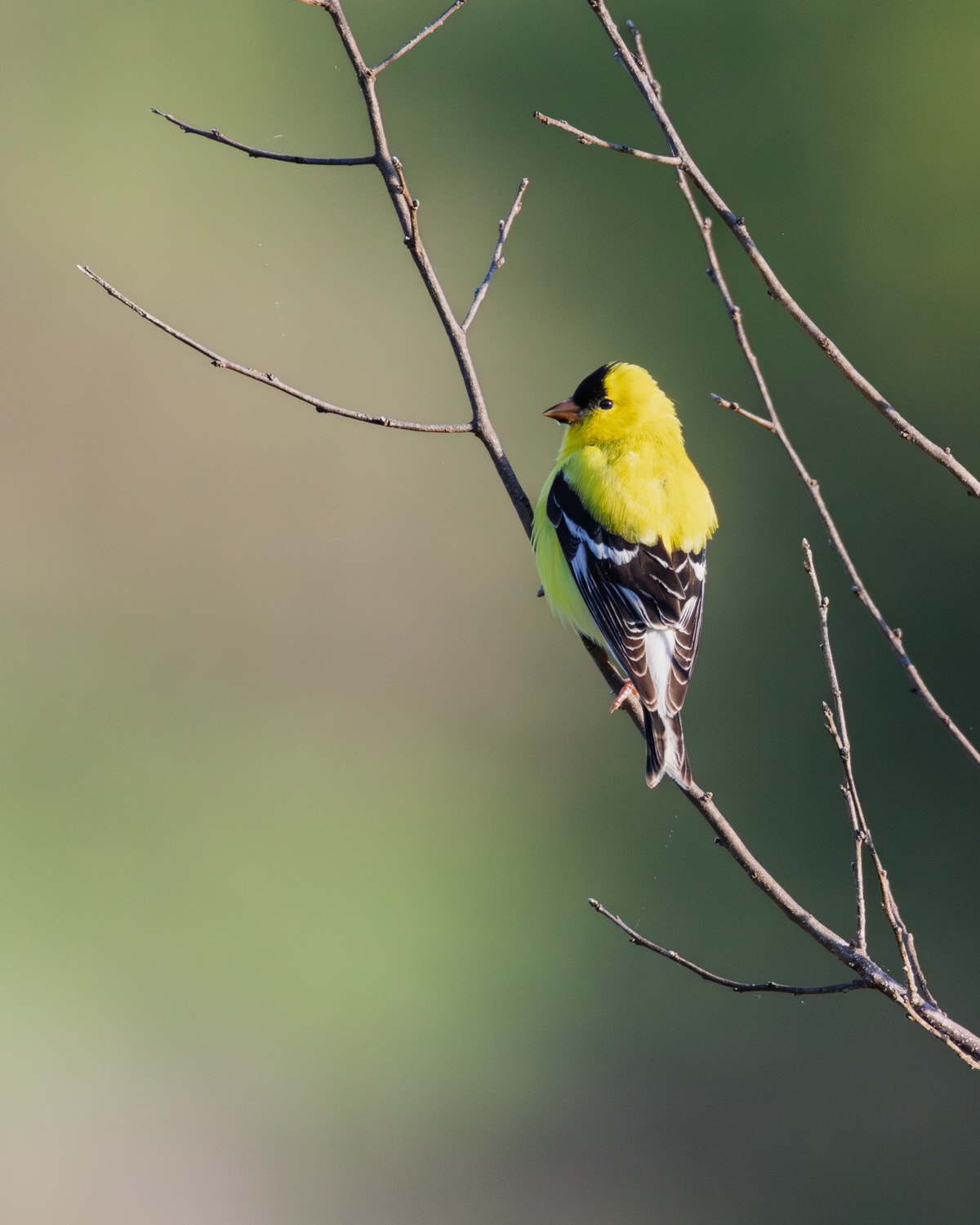 American Goldfinch, Middle Creek Wildlife Management Area, Pennsylvania
