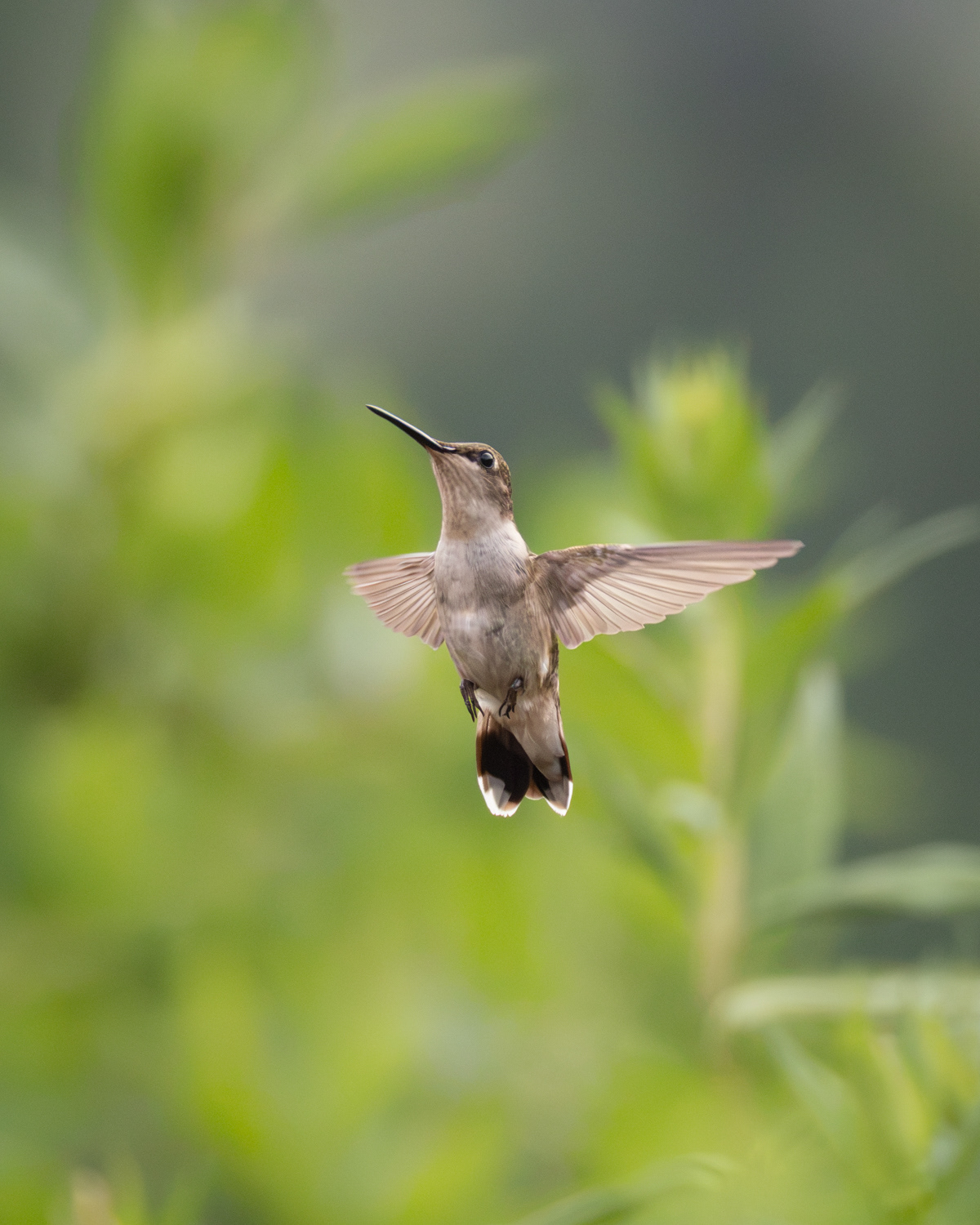 Ruby-throated Hummingbird, Middle Creek Wildlife Management Area, Pennsylvania