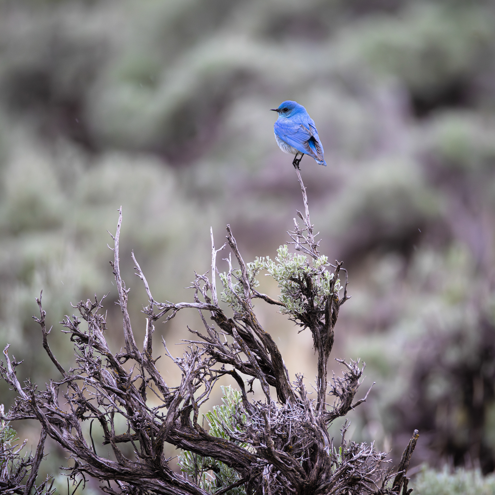 Mountain Bluebird, Yellowstone National Park, Wyoming