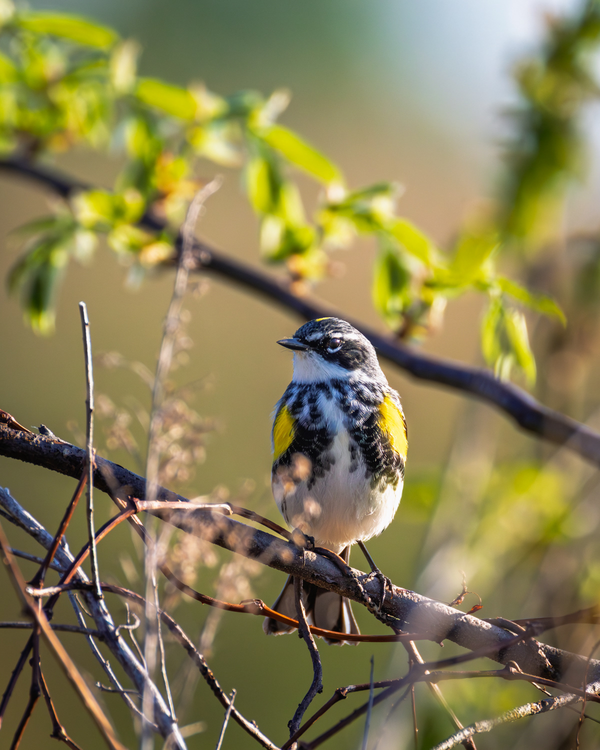 Yellow-rumped Warbler, Middle Creek Wildlife Management Area, Pennsylvania