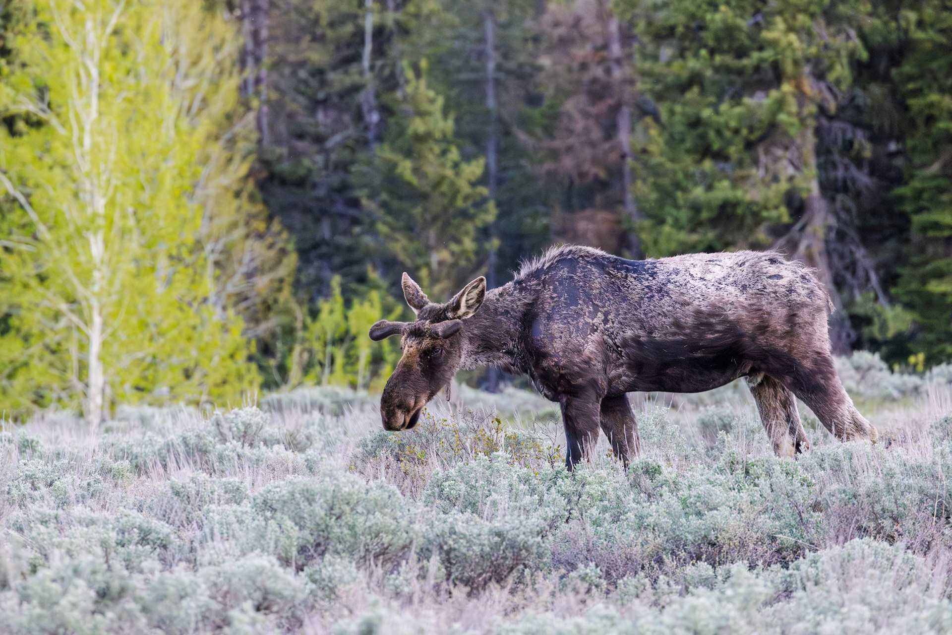Moose, Grand Teton National Park, Wyoming