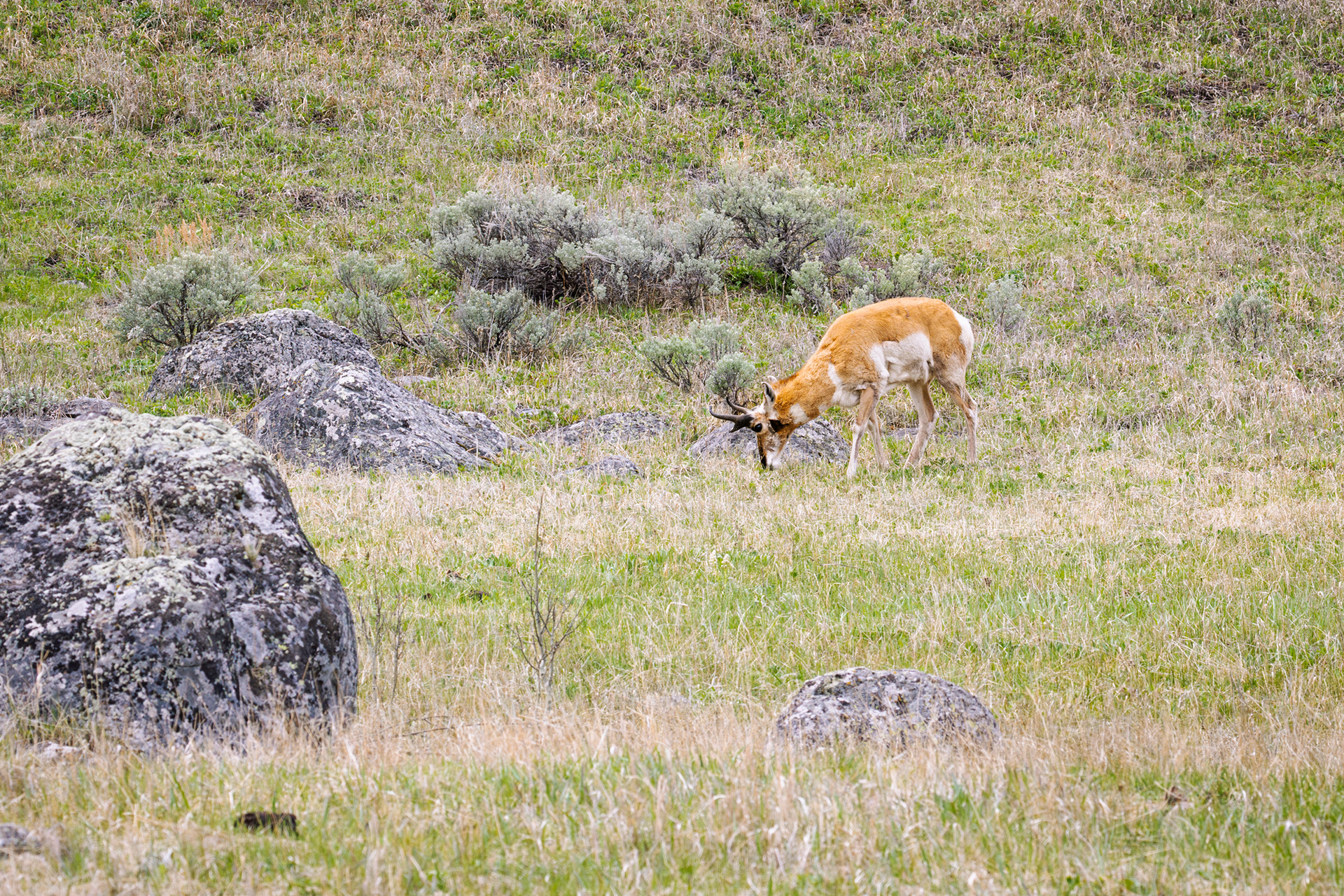 Pronghorn, Yellowstone National Park, Wyoming