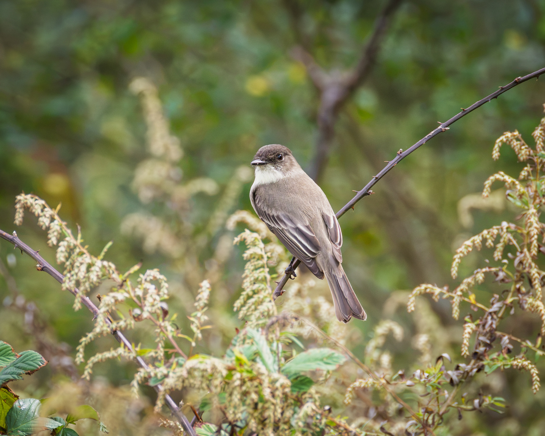 Eastern Phoebe, Edward S. Brinkley Nature Preserve, Virginia