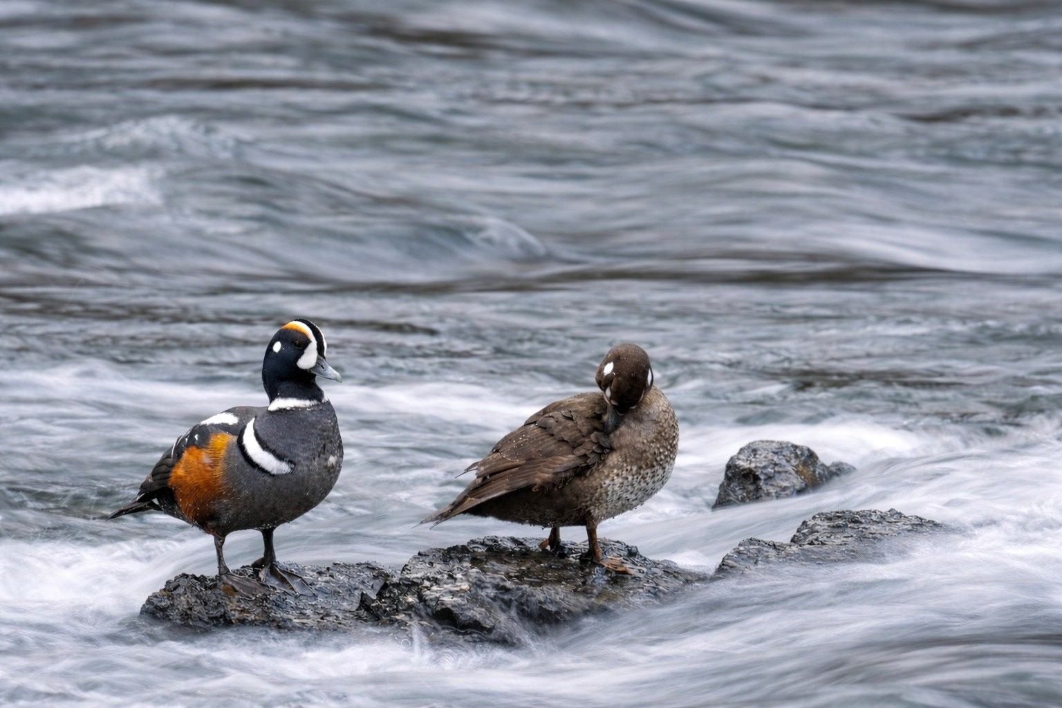 Harlequin Ducks, Yellowstone National Park, Wyoming