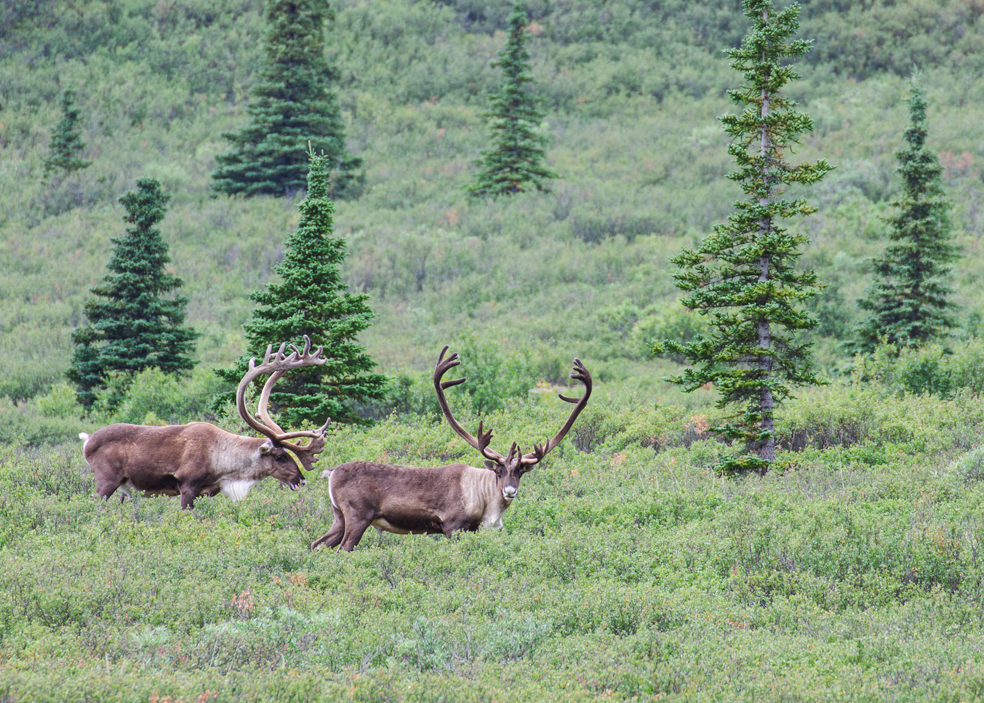 Caribou, Denali National Park, Alaska