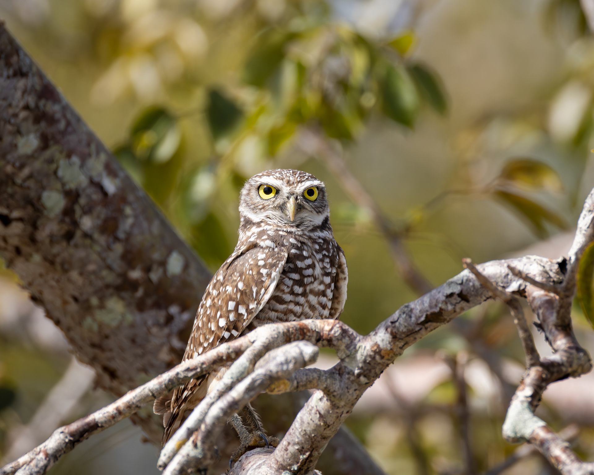 Burrowing Owl, Brian Piccolo Sports Park, Florida