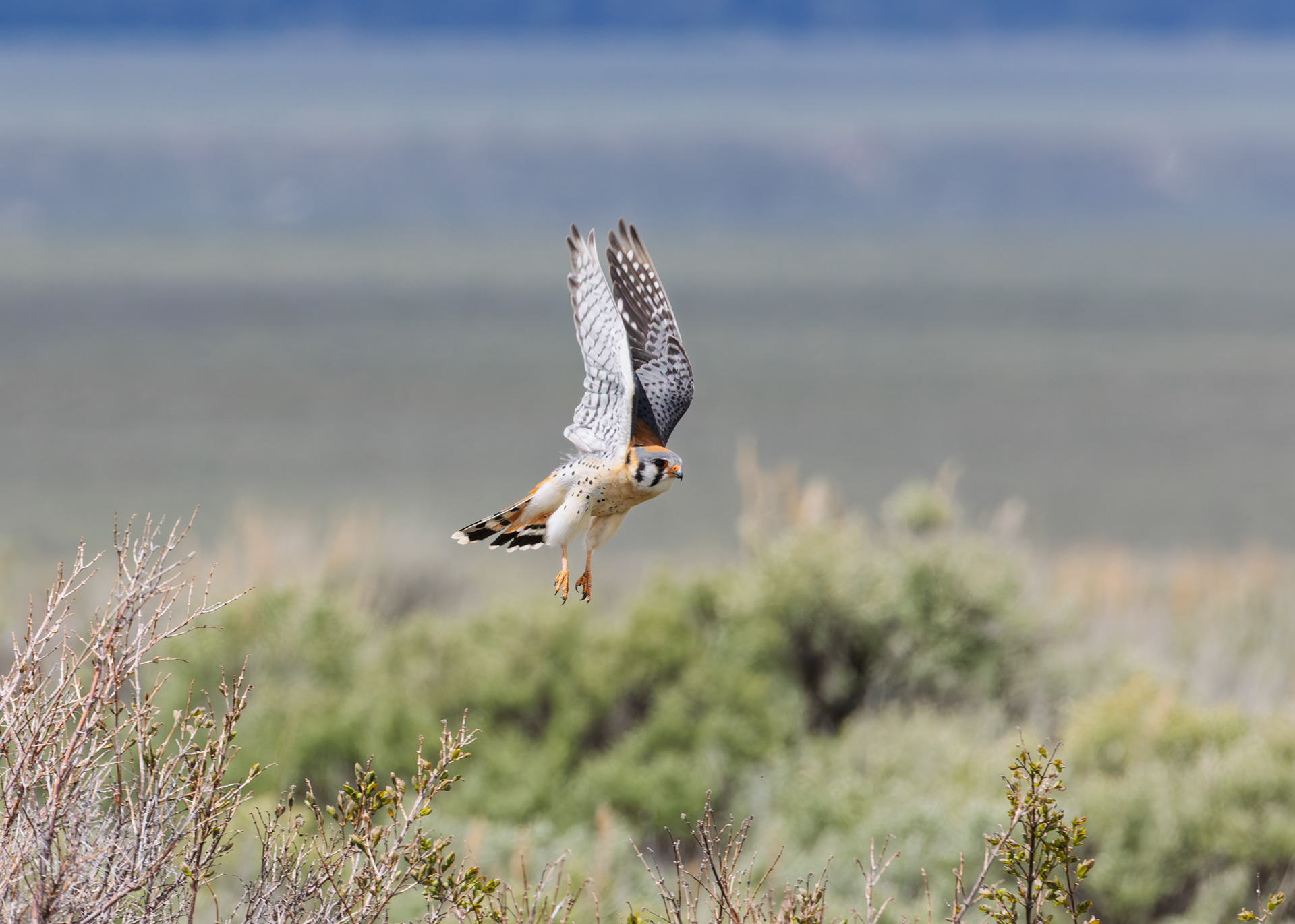 American Kestrel, Grand Teton National Park, Wyoming