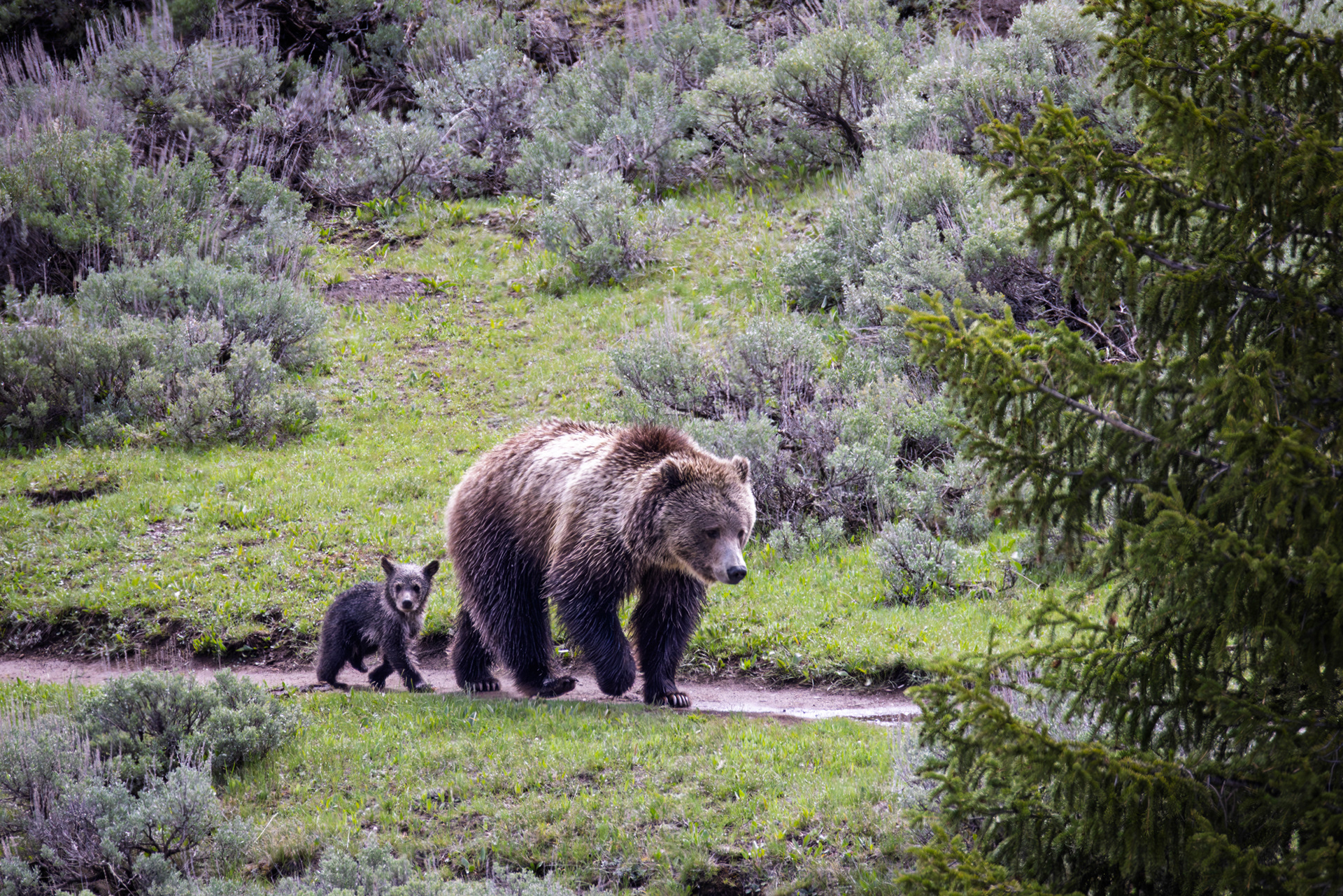 Grizzly Bear & Cub, Yellowstone National Park, Wyoming