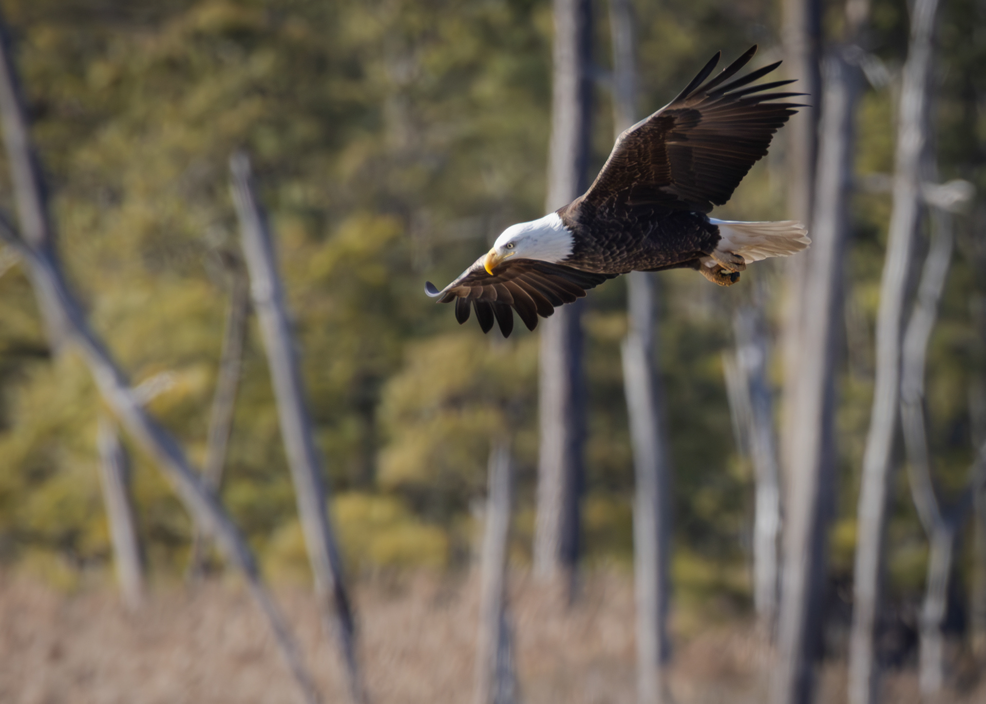 Bald Eagle, Blackwater National Wildlife Refuge, Maryland
