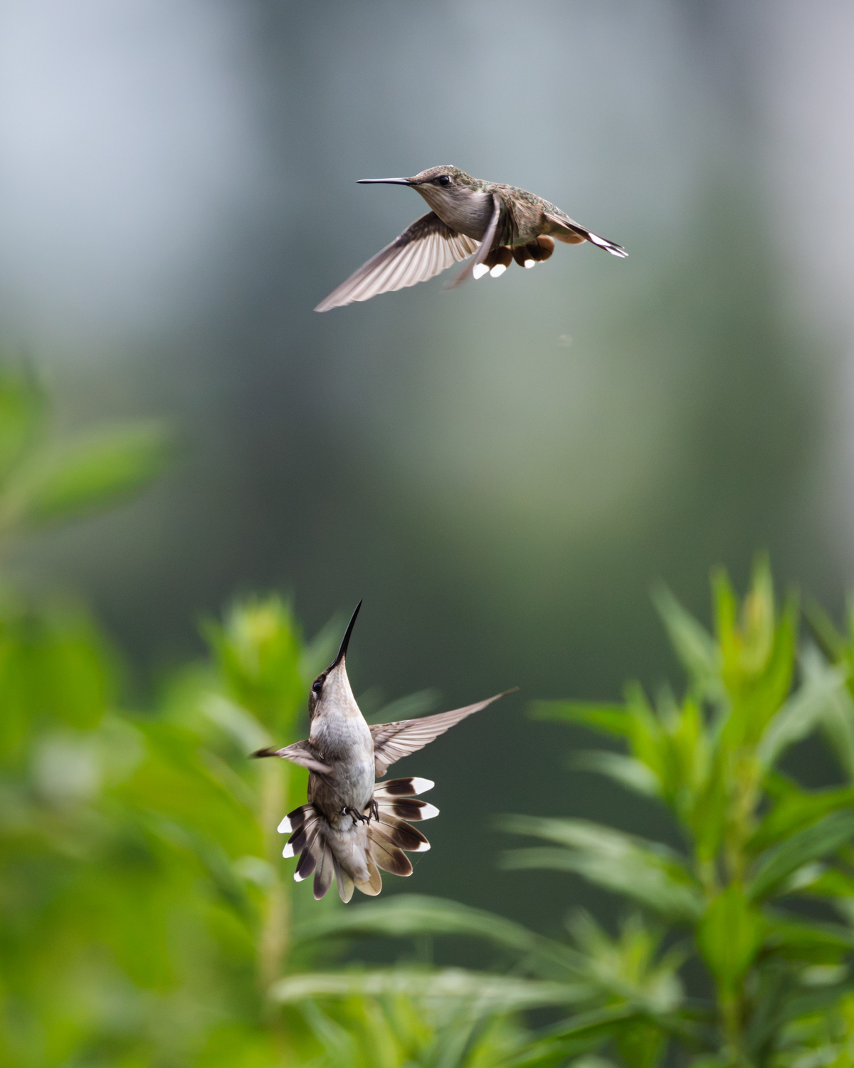 Ruby-throated Hummingbirds, Middle Creek Wildlife Management Area, Pennsylvania