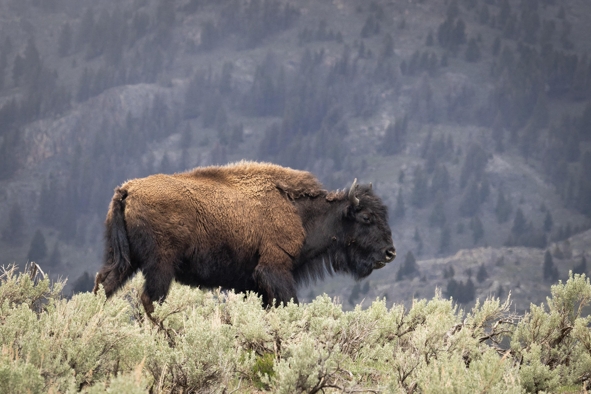 Bison, Yellowstone National Park, Wyoming
