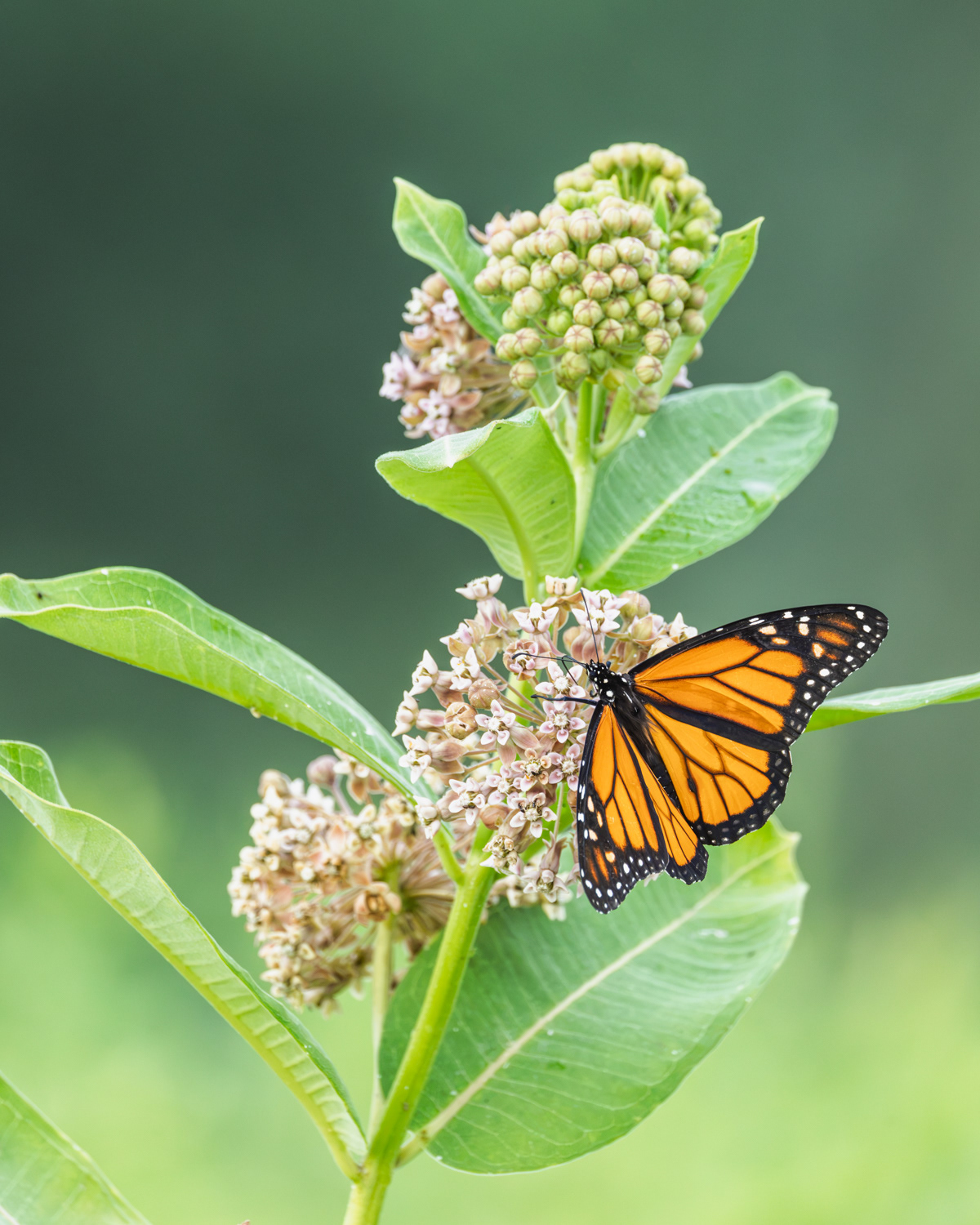 Monarch Butterfly, Middle Creek Wildlife Management Area, Pennsylvania