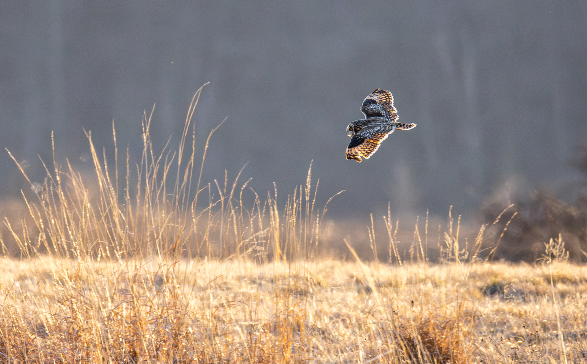 Short-eared Owl, Middle Creek Wildlife Management Area, Pennsylvania