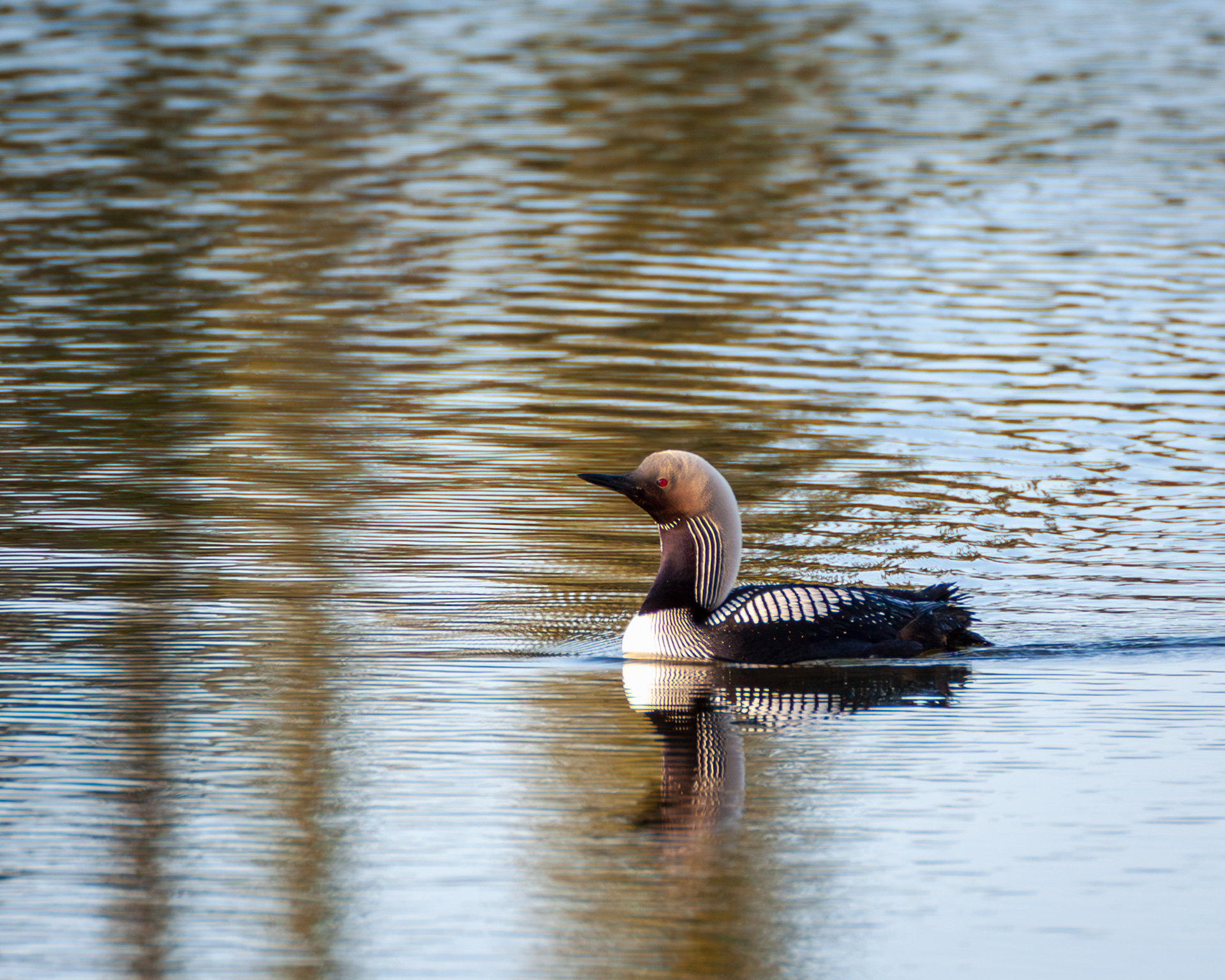 Arctic Loon, Arctic National Wildlife Refuge, Alaska