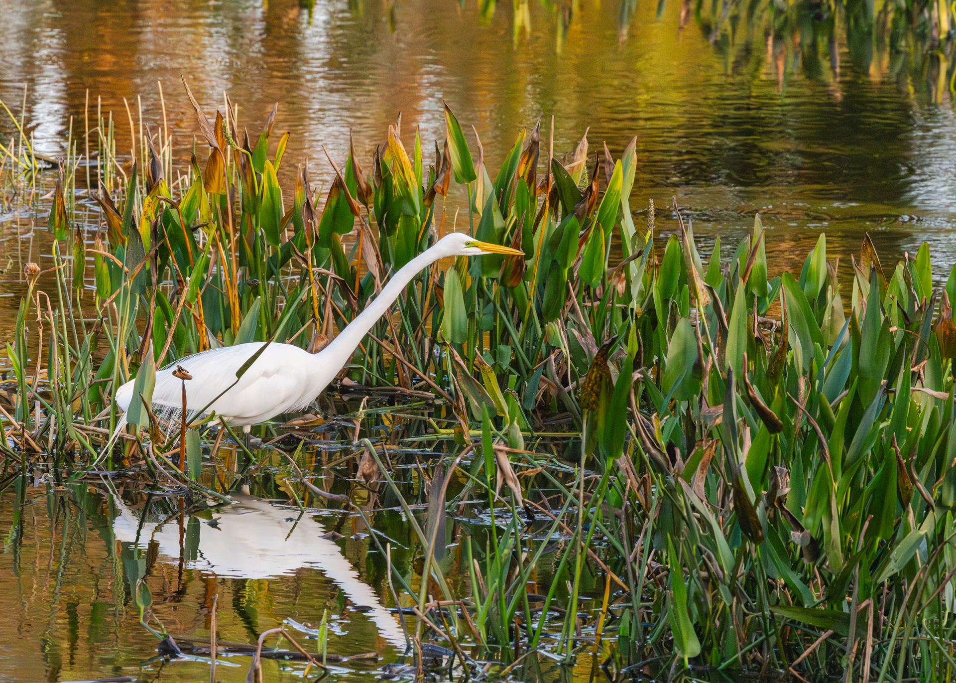 Great Egret, Wakodahatchee Wetlands, Florida