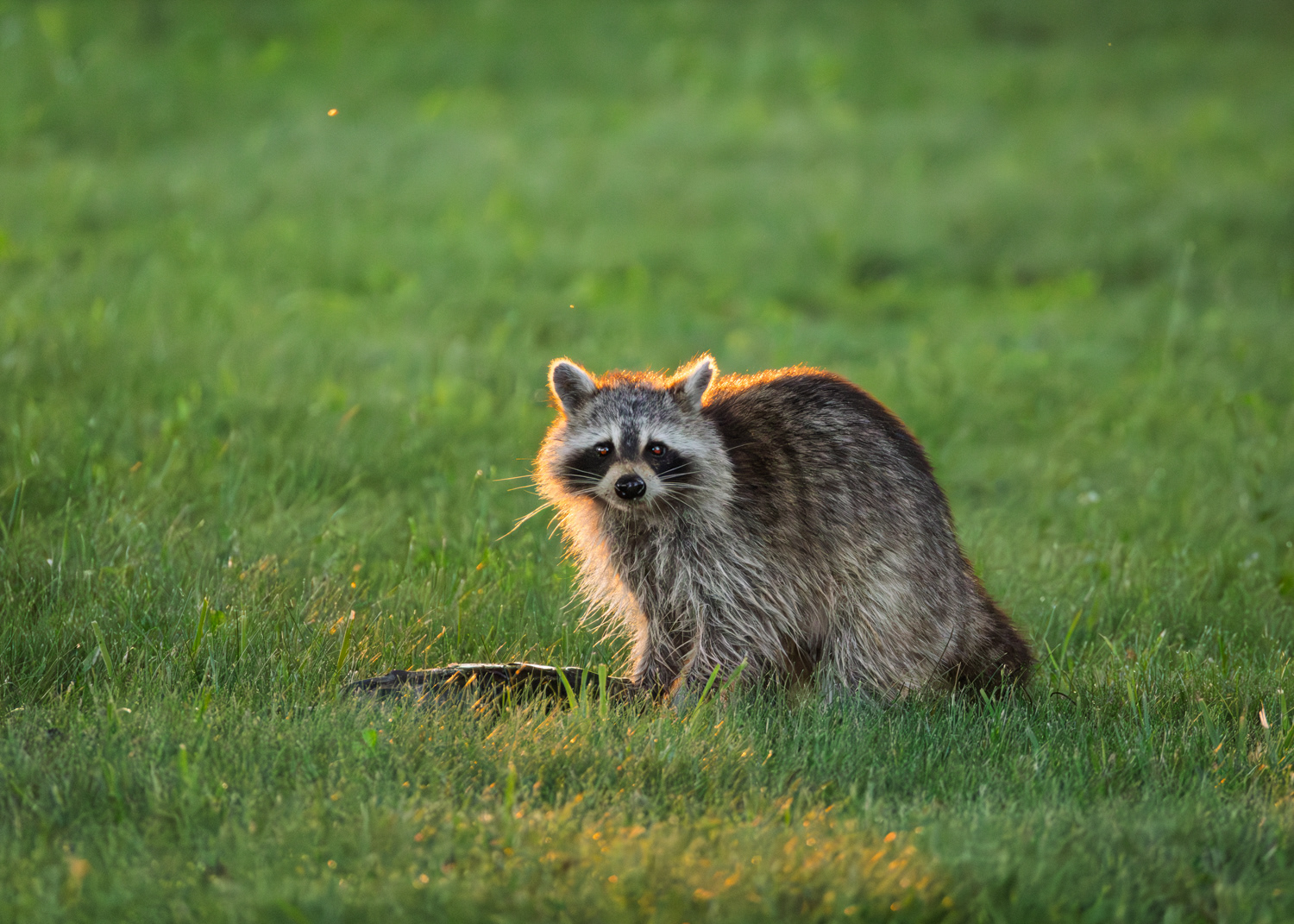 Raccoon, Middle Creek Wildlife Management Area, Pennsylvania