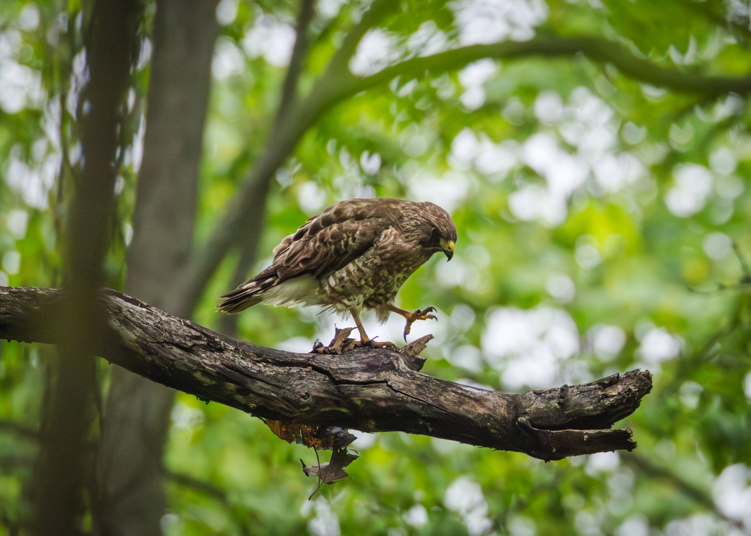 Immature Red-shouldered Hawk, Middle Creek Wildlife Management Area, Pennsylvania