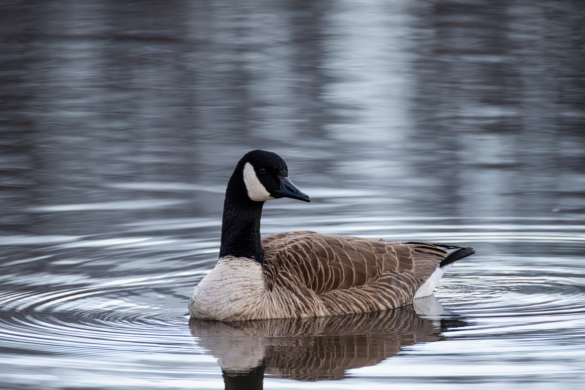 Canada Goose, Middle Creek Wildlife Management Area, Pennsylvania