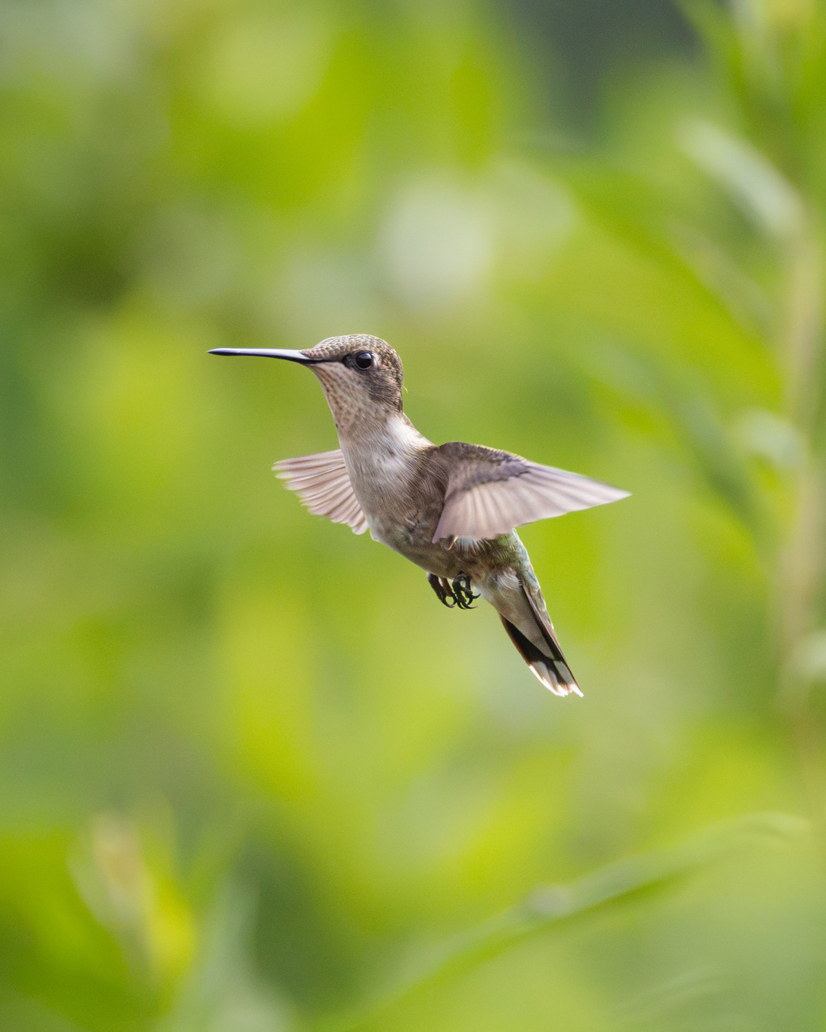 Ruby-throated Hummingbird, Middle Creek Wildlife Management Area, Pennsylvania