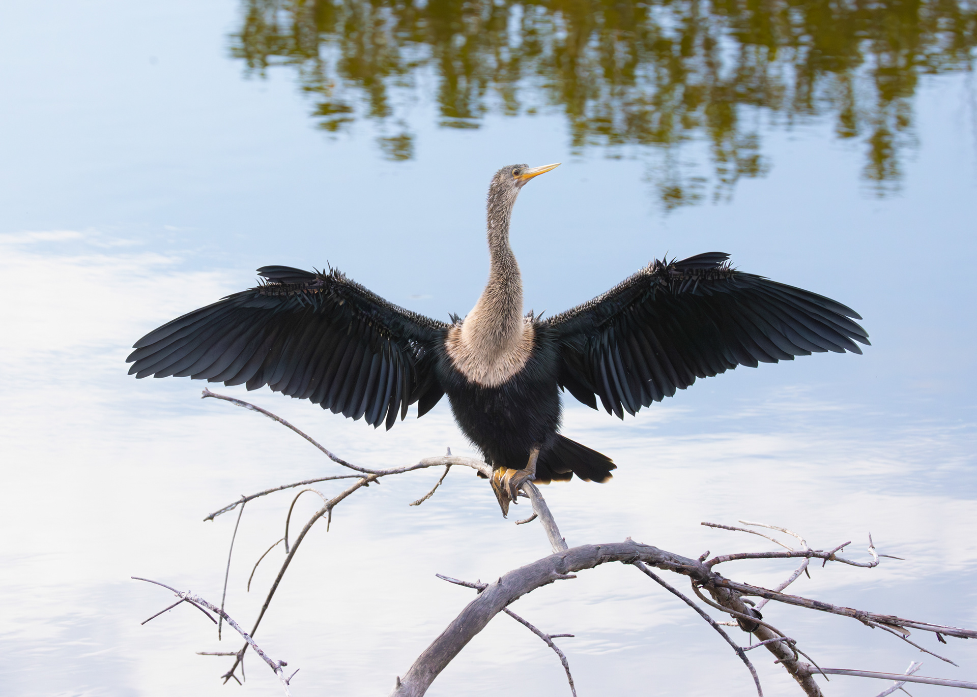 Anhinga, Ten Thousand Islands National Wildlife Refuge, Florida