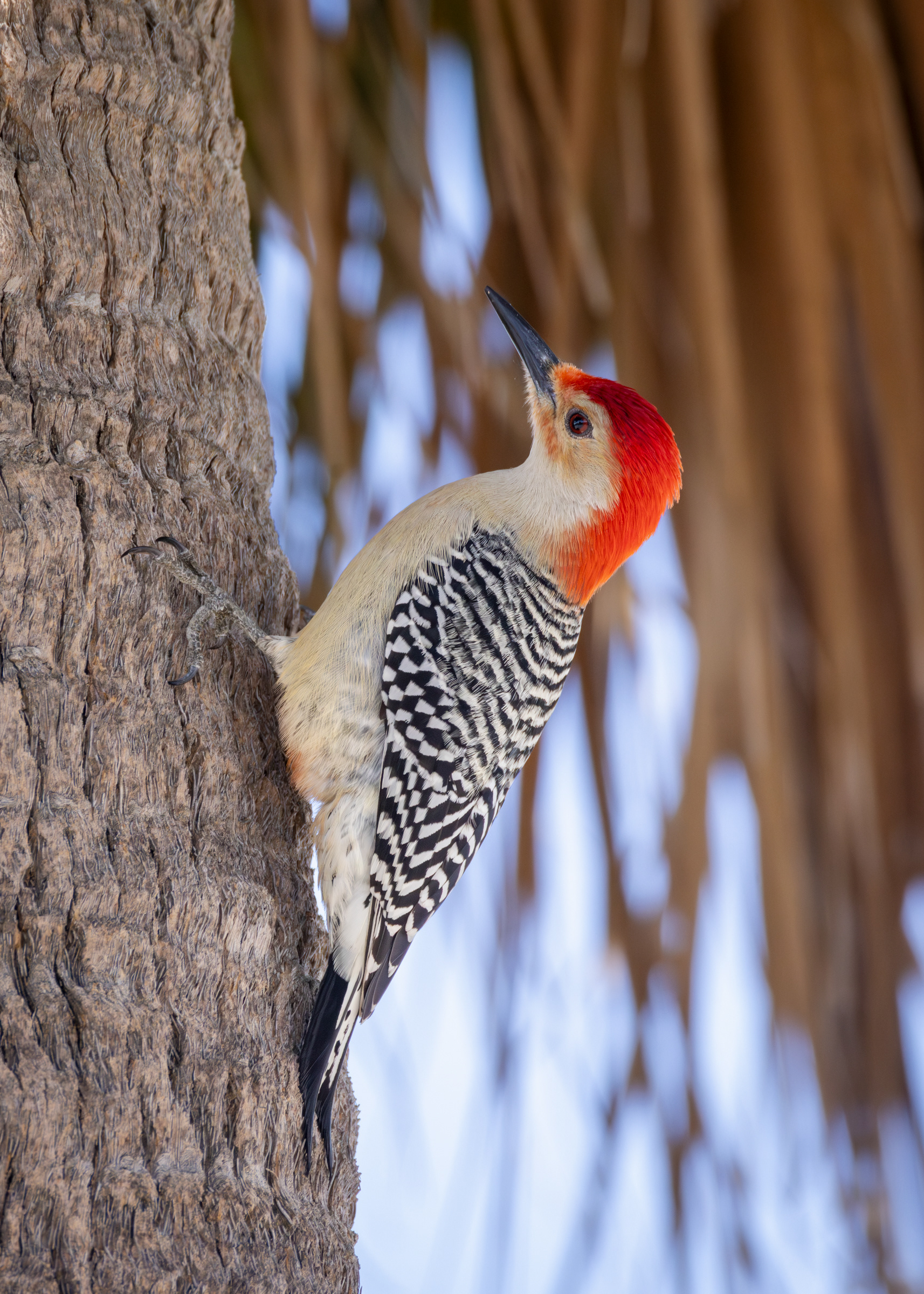 Red-bellied Woodpecker, Brian Piccolo Sports Park, Florida