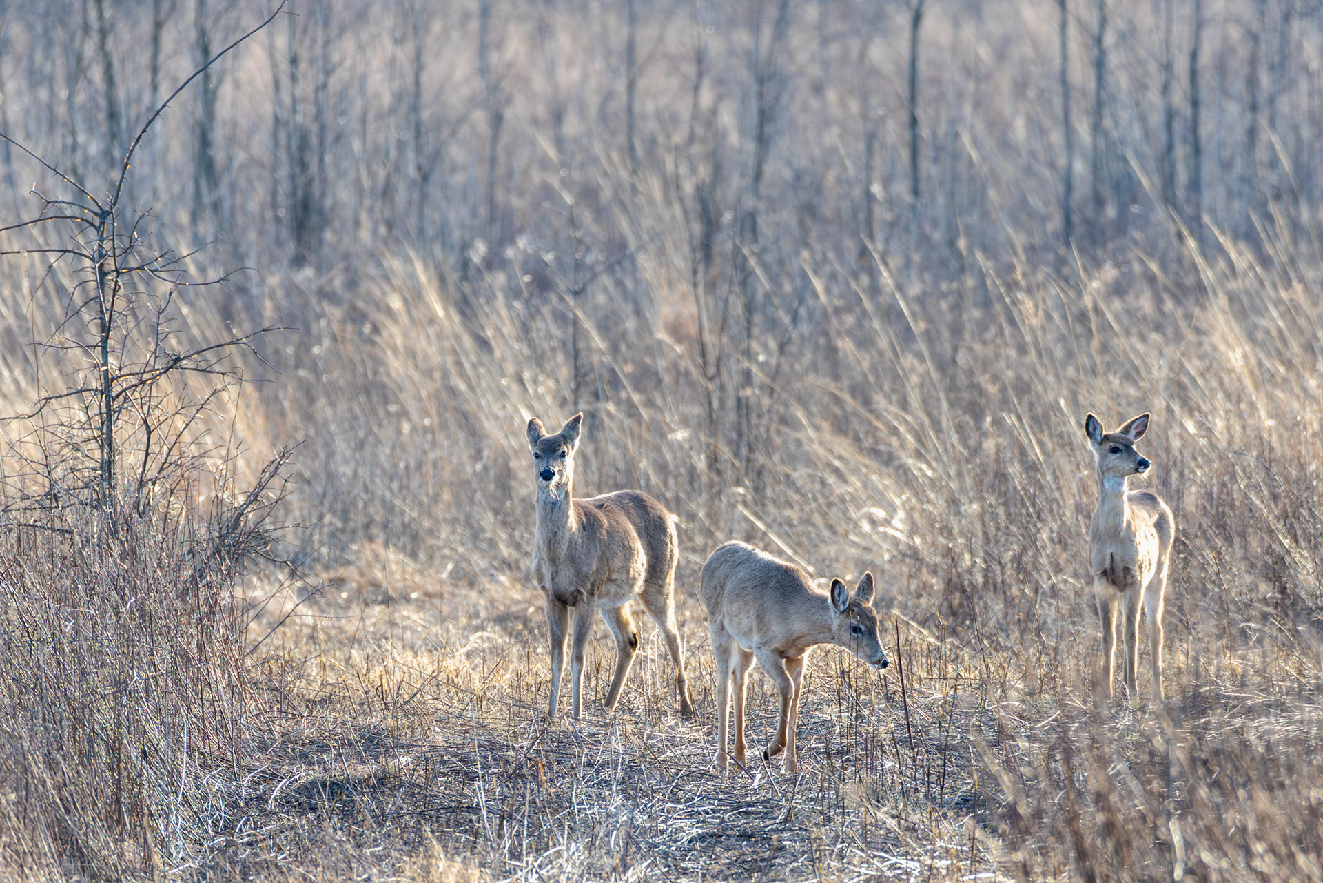 White-tailed Deer, Middle Creek Wildlife Management Area, Pennsylvania