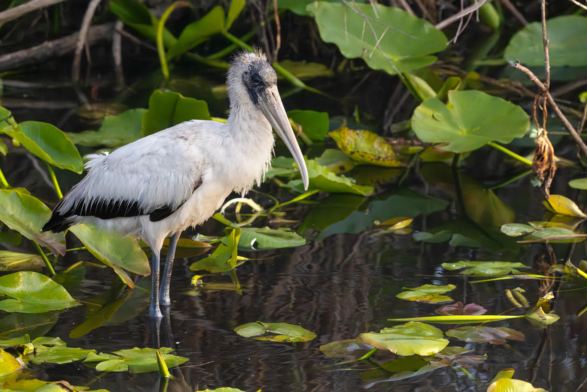 Wood Stork, Everglades National Park, Florida