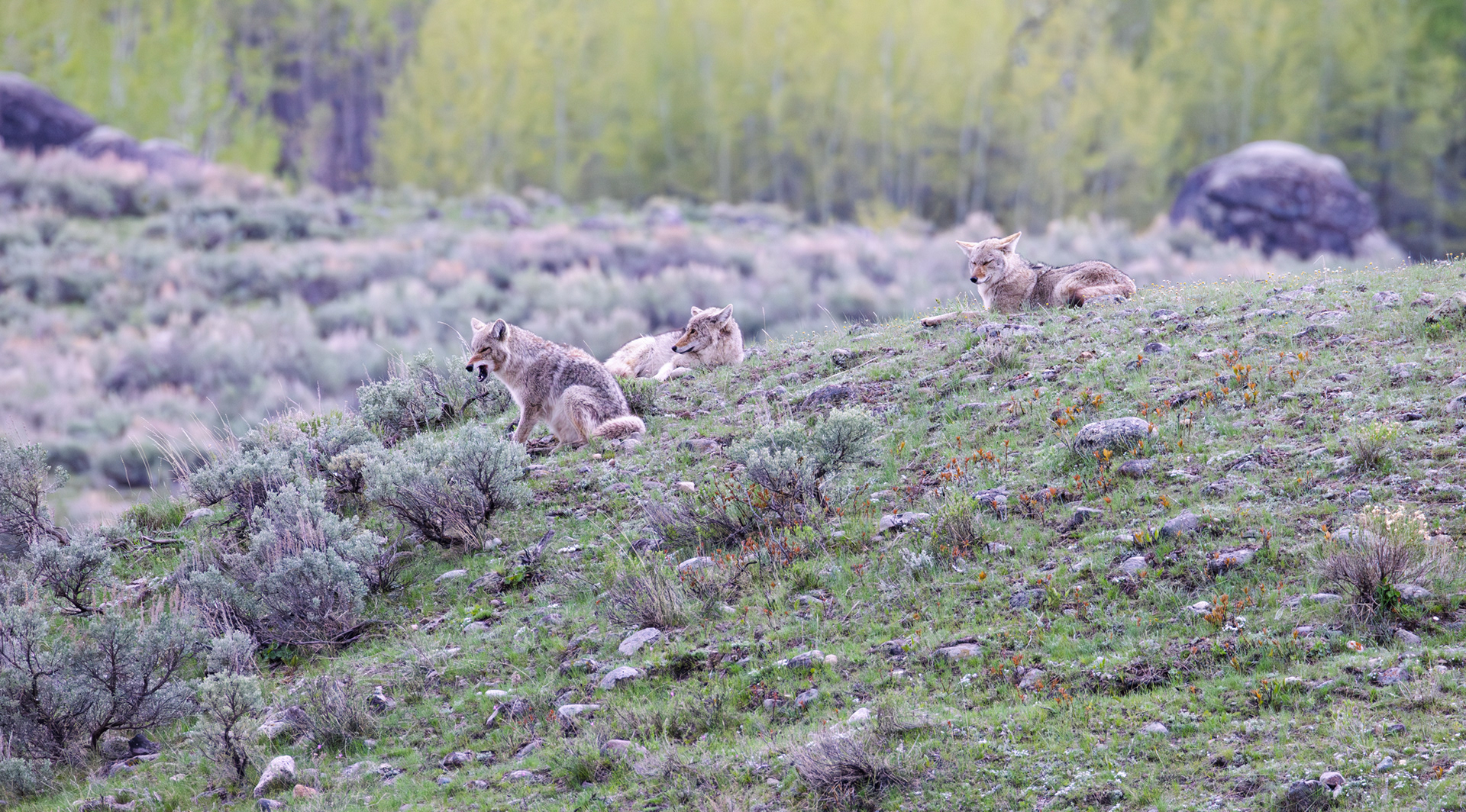 Coyotes, Yellowstone National Park, Wyoming