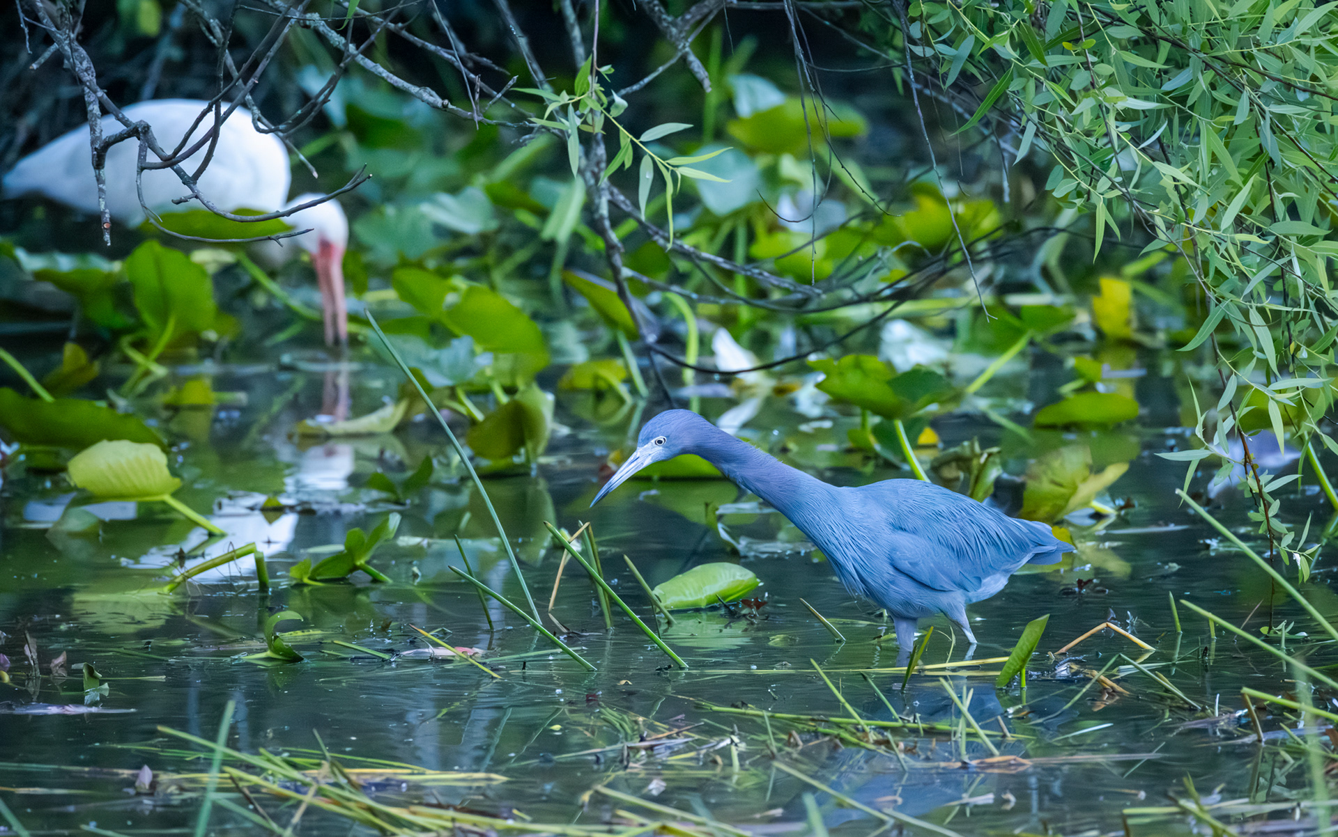 Small Blue Heron, Big Cypress National Preserve, Florida