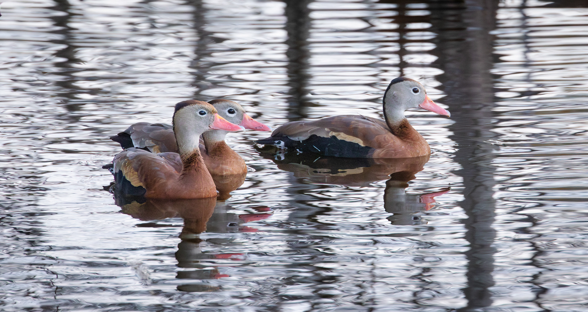 Black-bellied Whistling Ducks, Wakodahatchee Wetlands, Florida