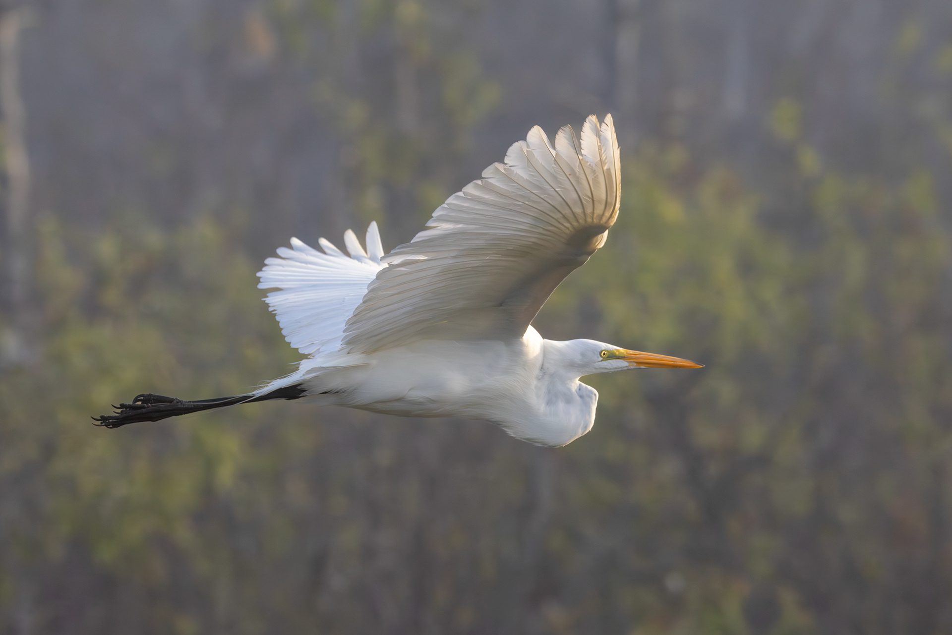 Egret, Everglades National Park, Florida