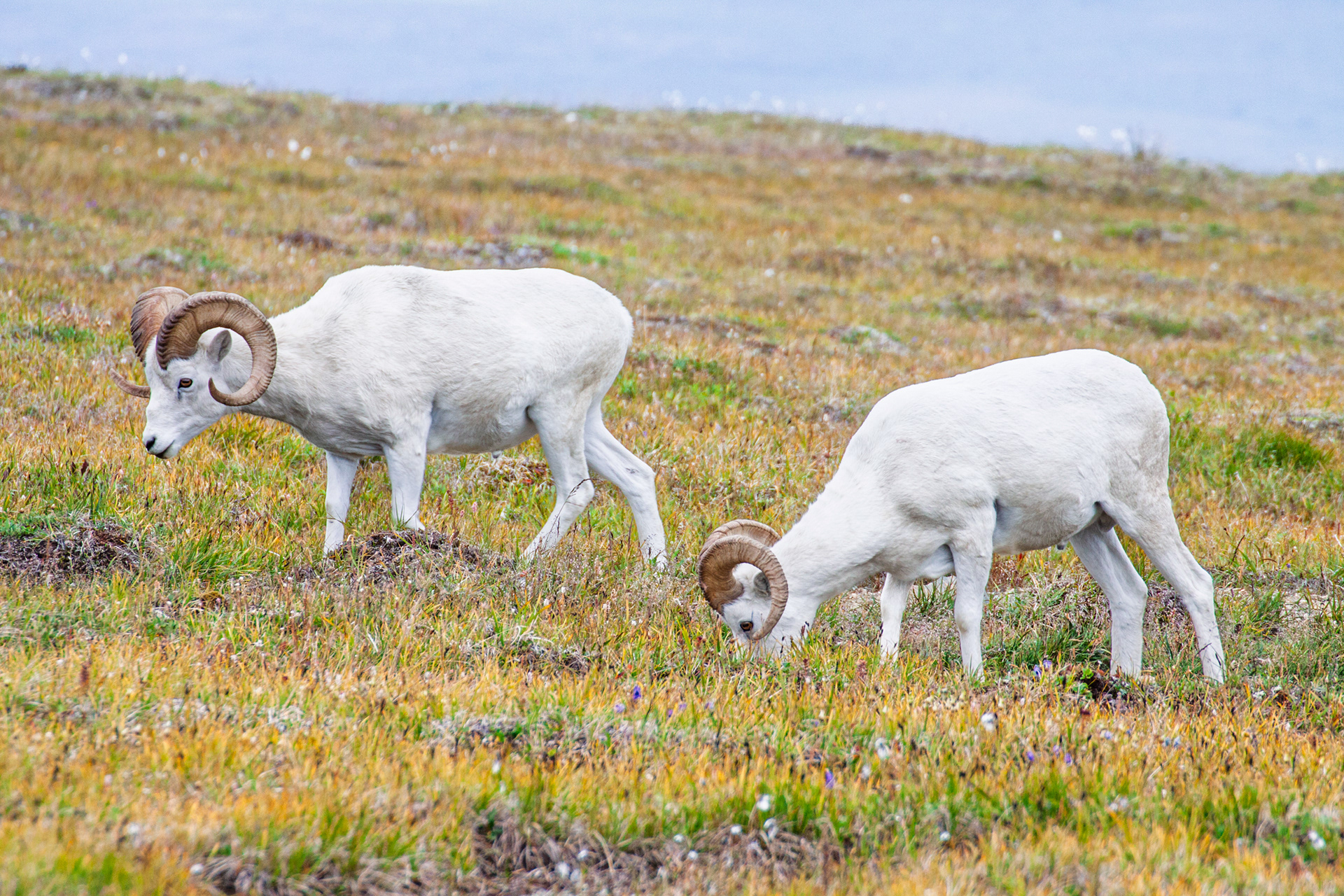 Dall Sheep, Denali National Park, Alaska