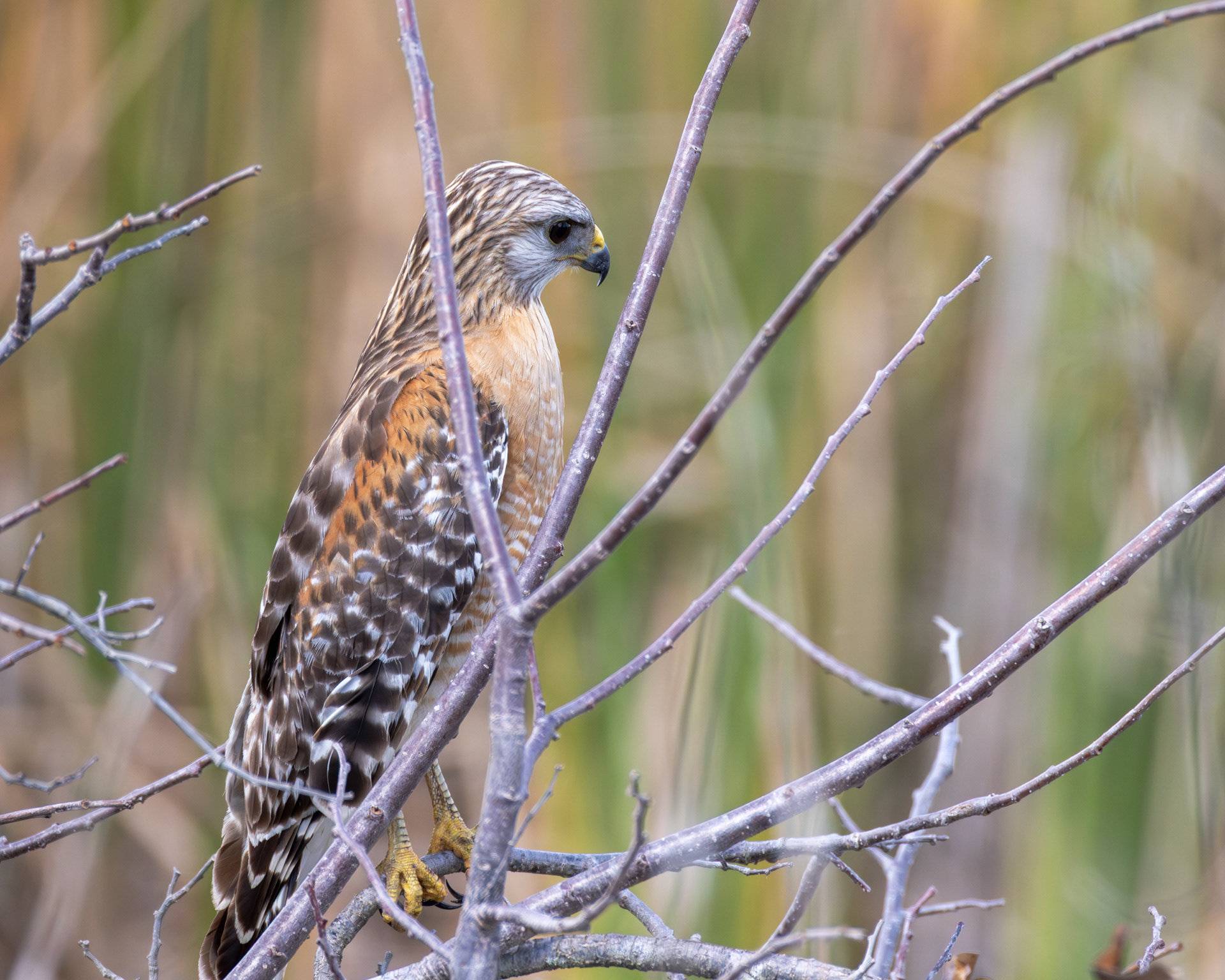 Red-shouldered Hawk, Big Cypress National Preserve, Florida