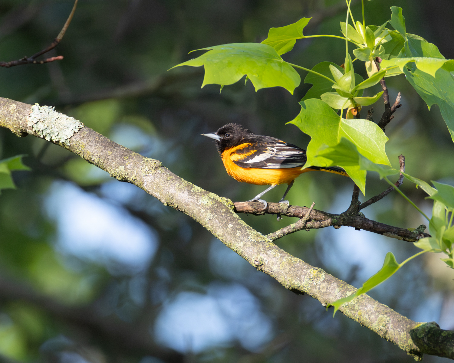 Baltimore Oriole, Middle Creek Wildlife Management Area, Pennsylvania