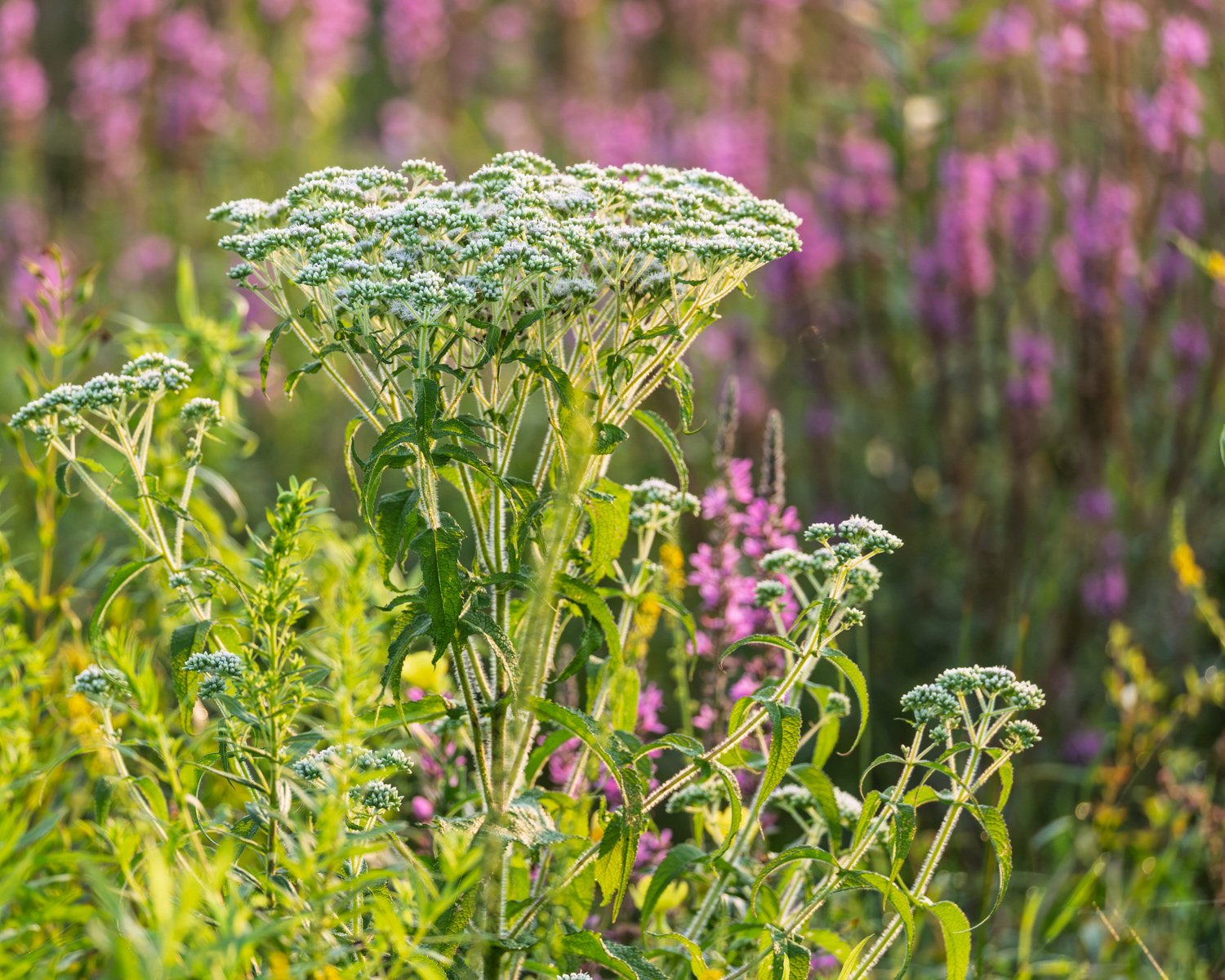Common Boneset, Middle Creek Wildlife Management Area, Pennsylvania