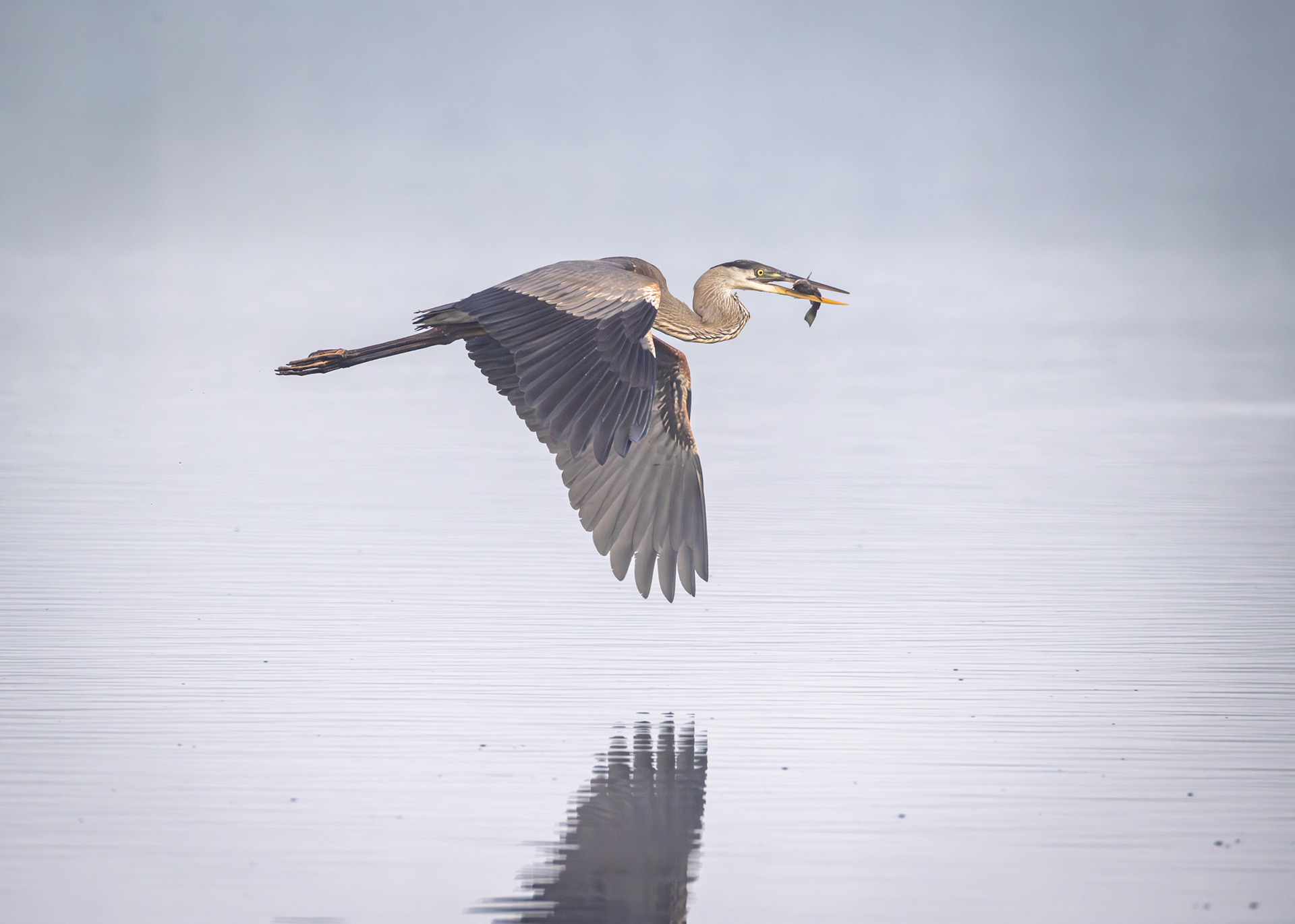 Great Blue Heron, Middle Creek Wildlife Management Area, Pennsylvania