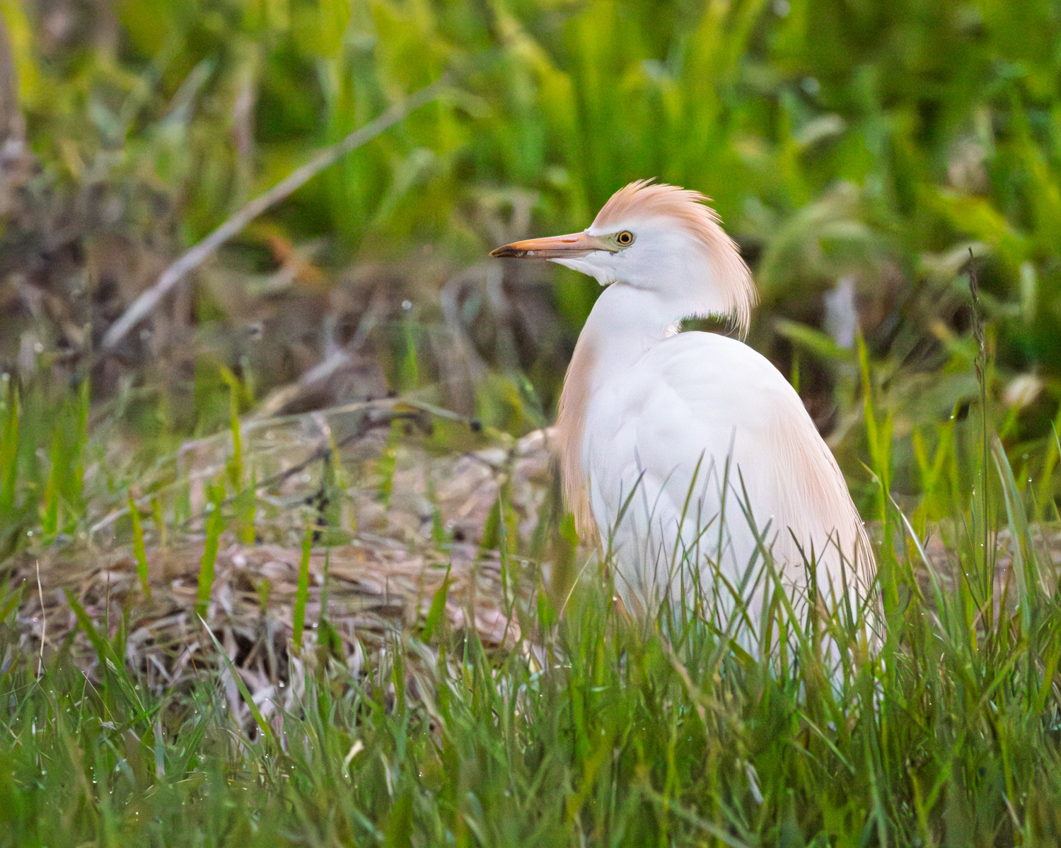Cattle Egret, Middle Creek Wildlife Management Area, Pennsylvania