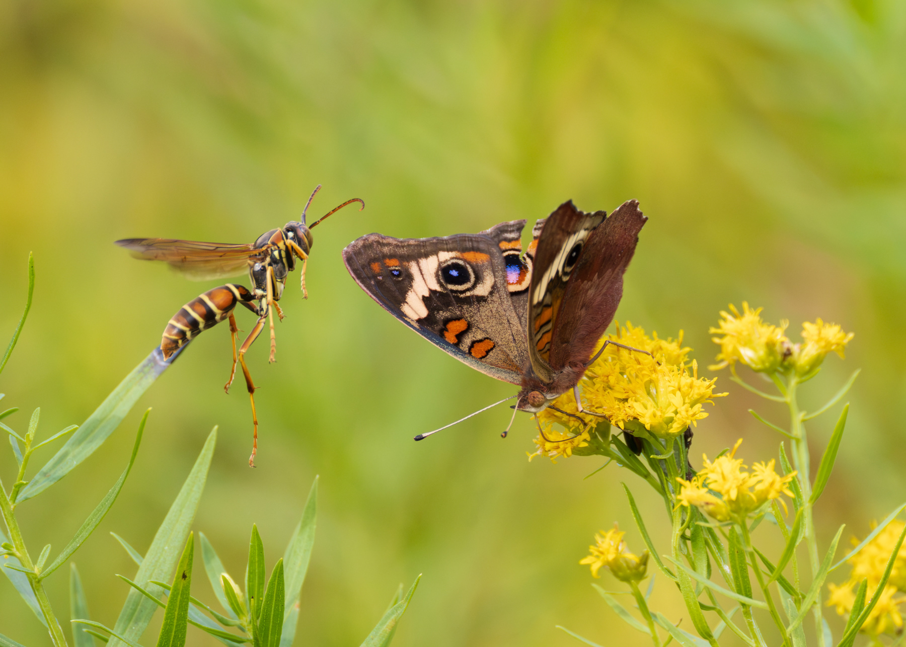 A Paper Wasp attacking a Common Buckeye Butterfly, Edward S. Brinkley Nature Preserve, Virginia