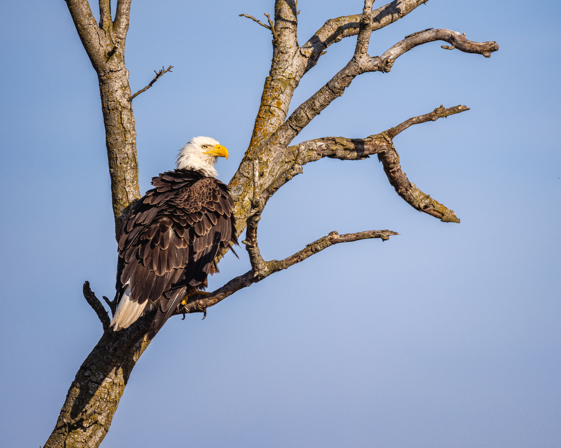 Bald Eagle, Middle Creek Wildlife Management Area, Pennsylvania