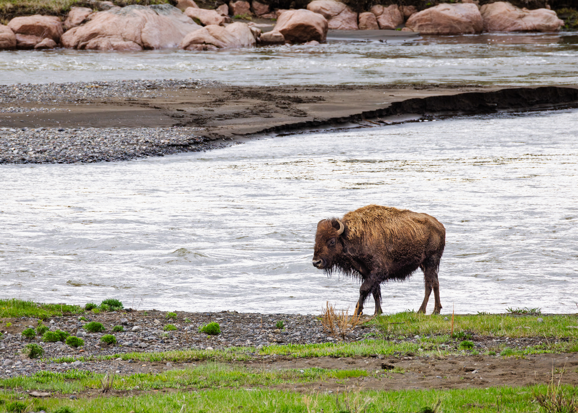 Bison After River Crossing, Yellowstone National Park, Wyoming