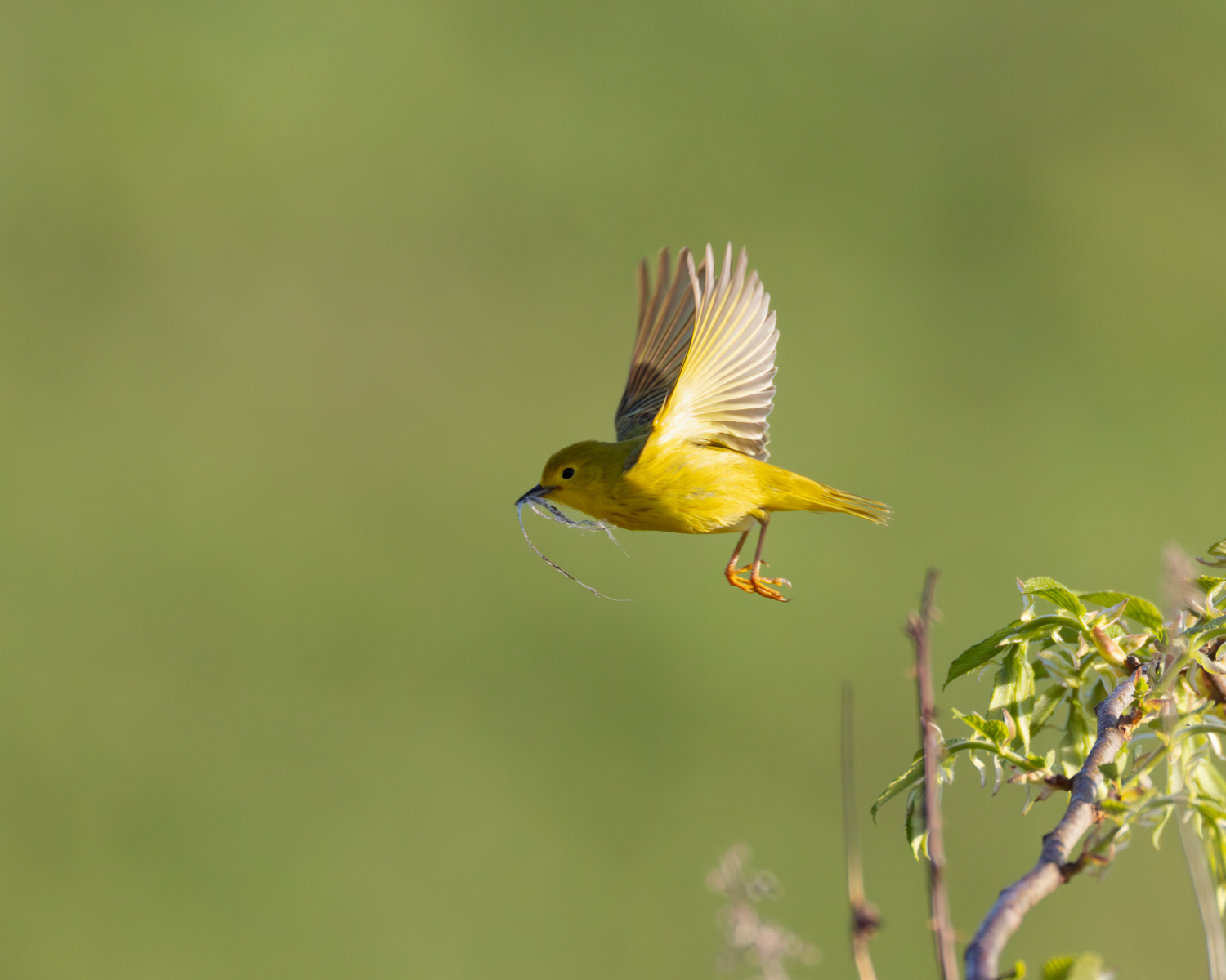 Yellow Warbler, Middle Creek Wildlife Management Area, Pennsylvania