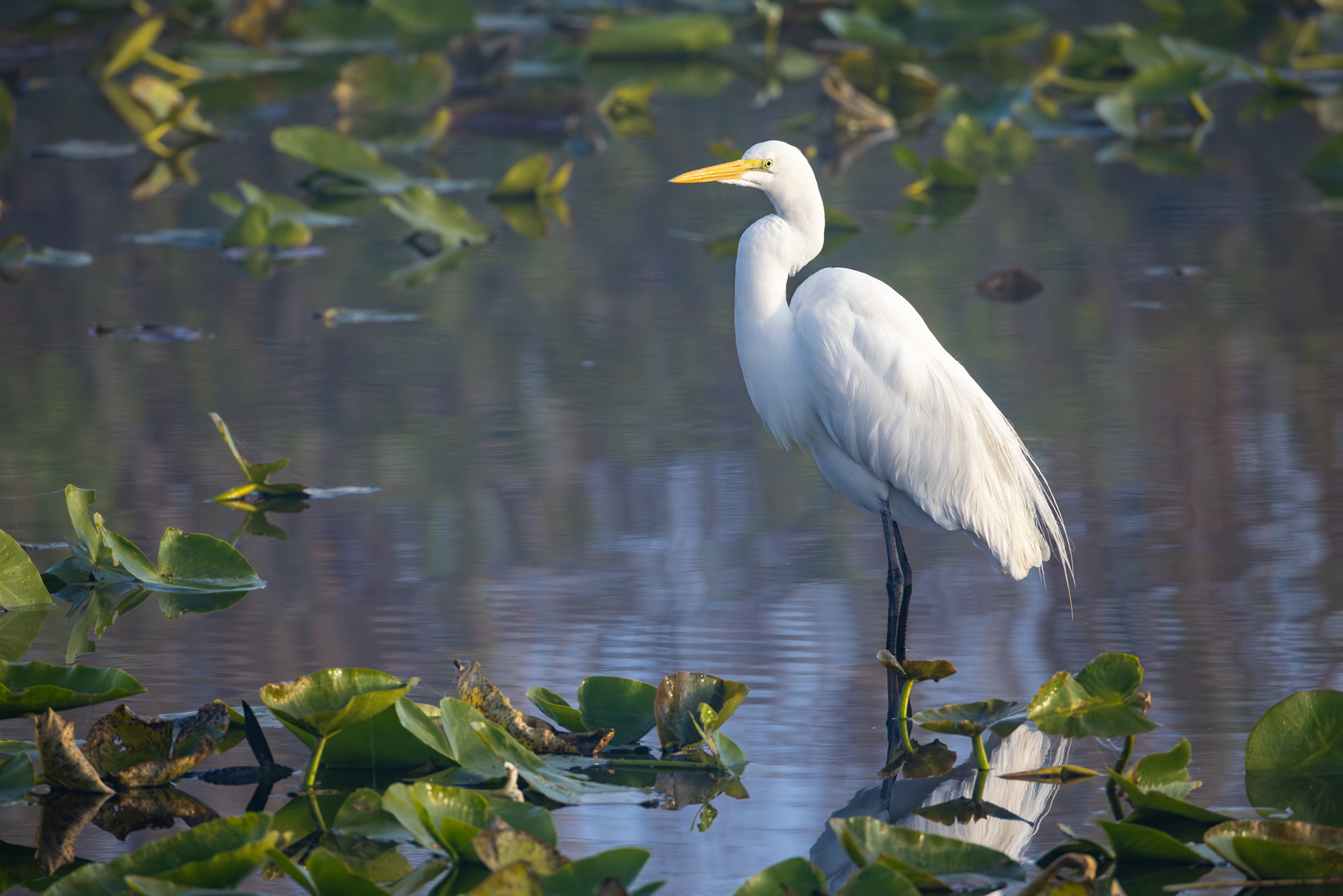 Great Egret, Everglades National Park, Florida