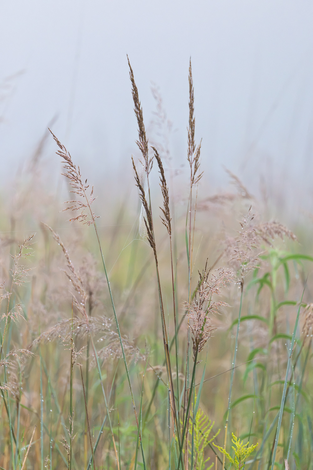 Foggy Morning Grasses, Middle Creek Wildlife Management Area, Pennsylvania