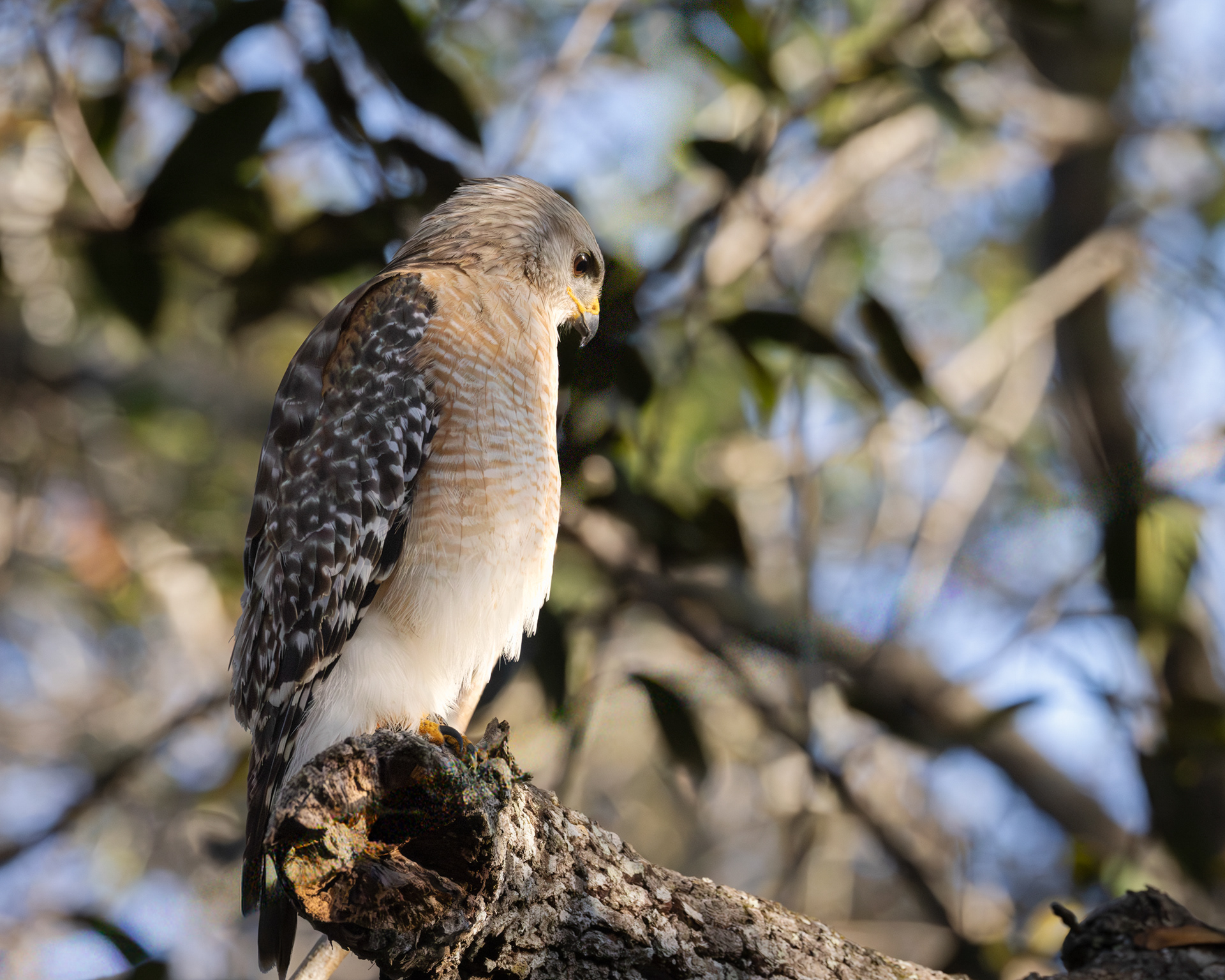 Red-shouldered Hawk, Big Cypress National Preserve, Florida