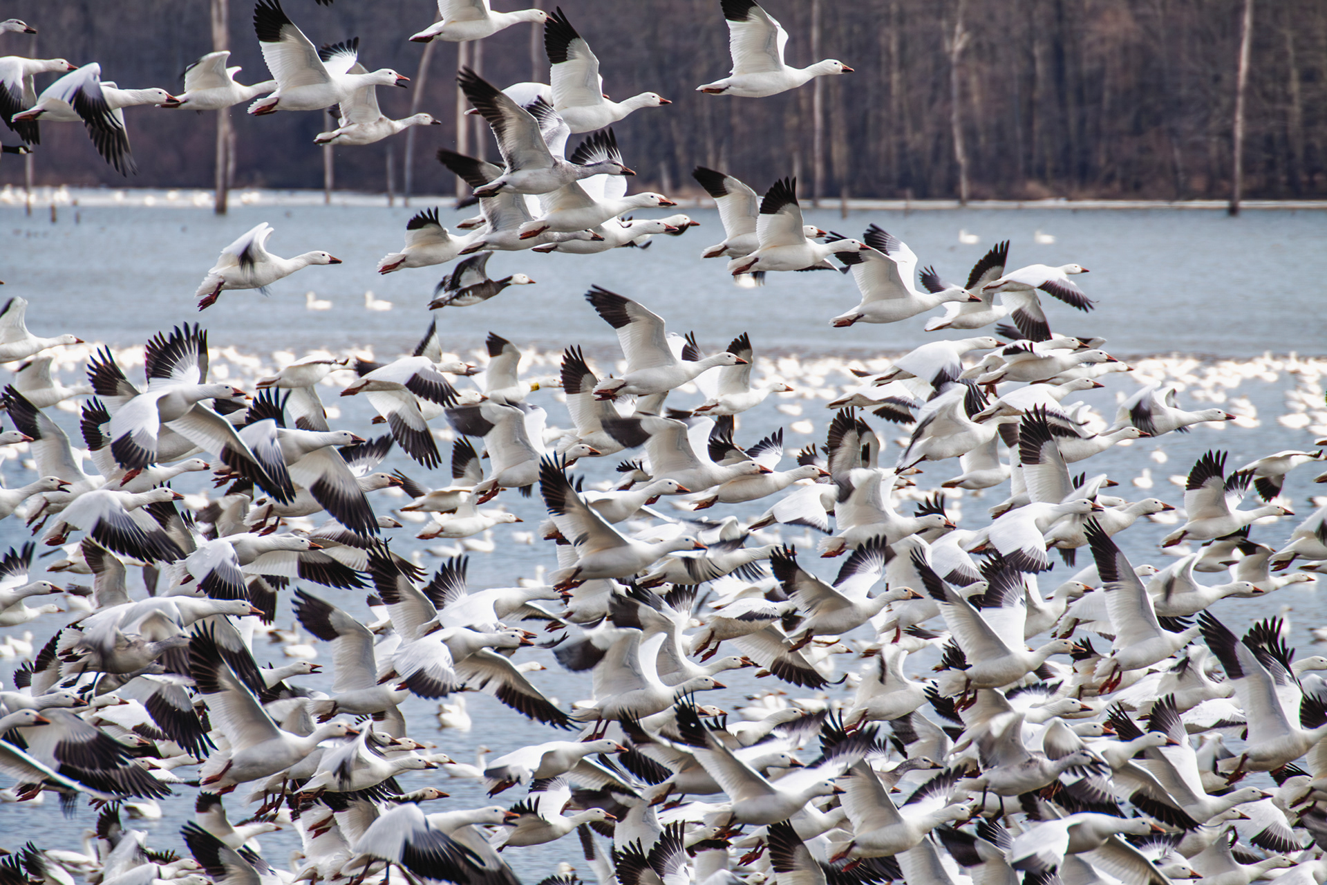 Snow Geese, Middle Creek Wildlife Management Area, Pennsylvania