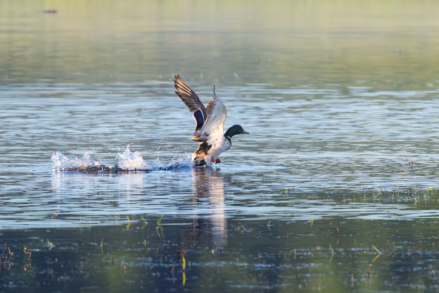 Mallard Duck, Middle Creek Wildlife Management Area, Pennsylvania